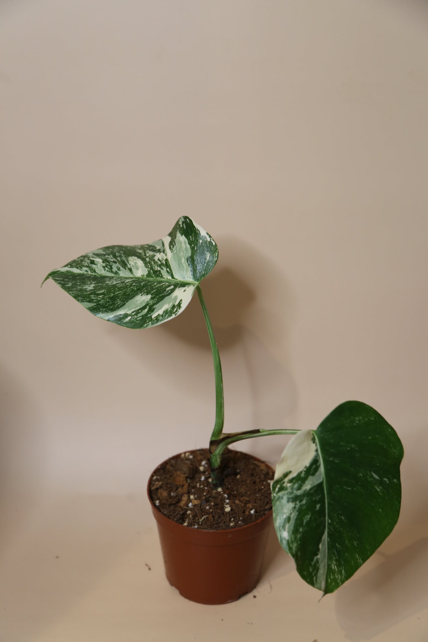 Monstera Variegated Potted MV-337