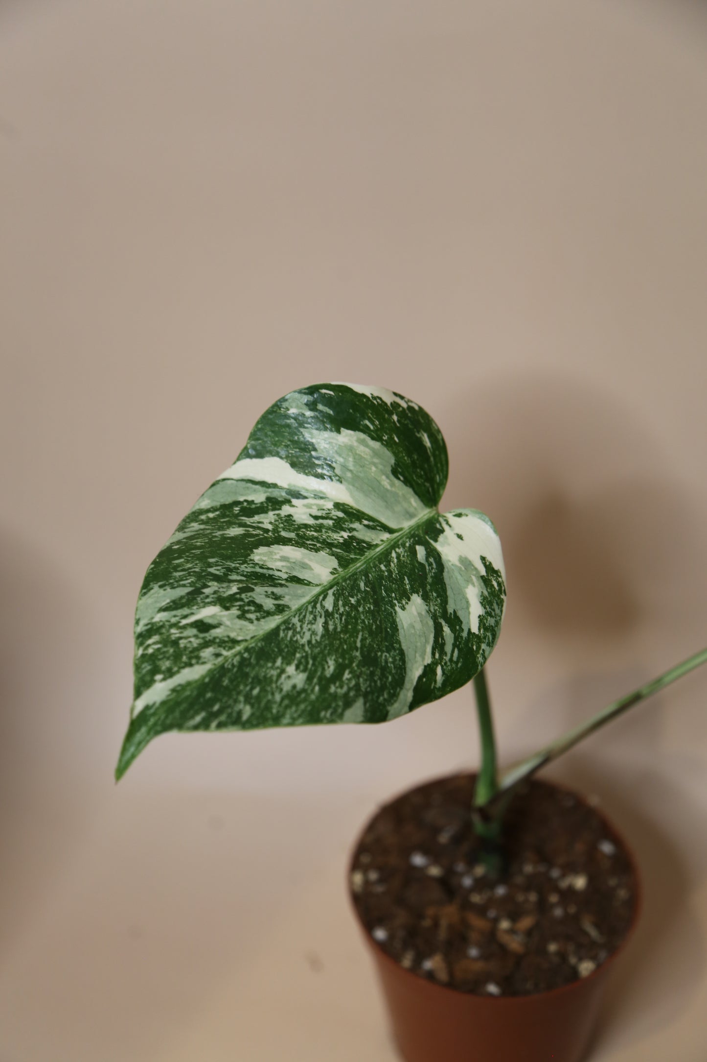 Monstera Variegated Potted MV-337