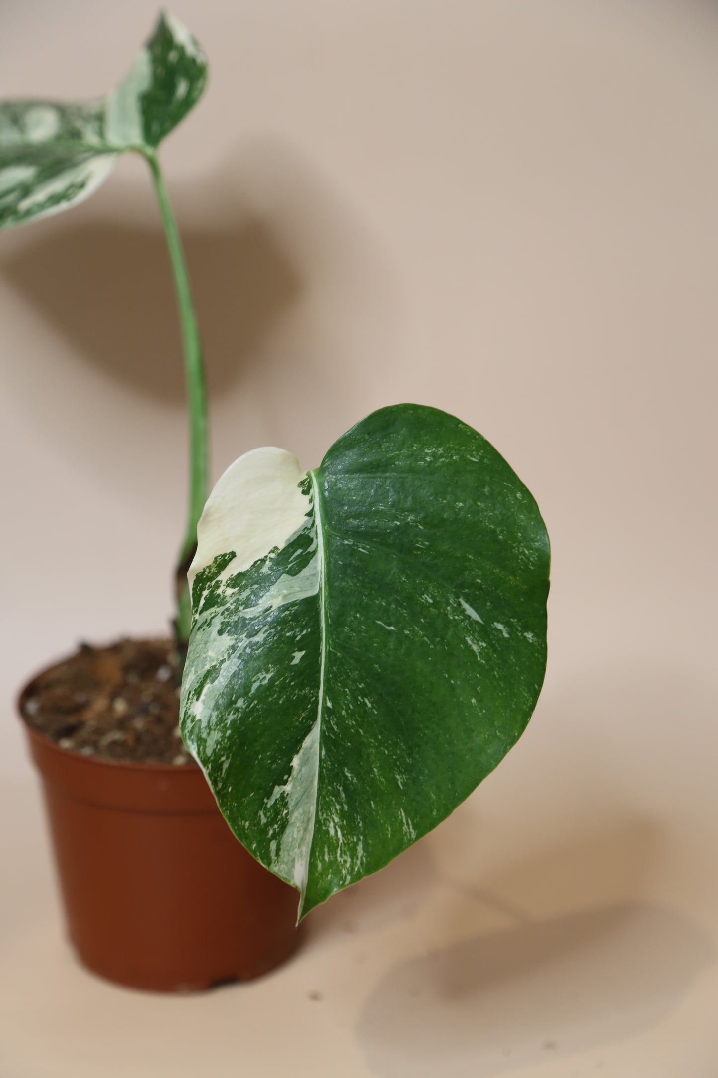 Monstera Variegated Potted MV-337
