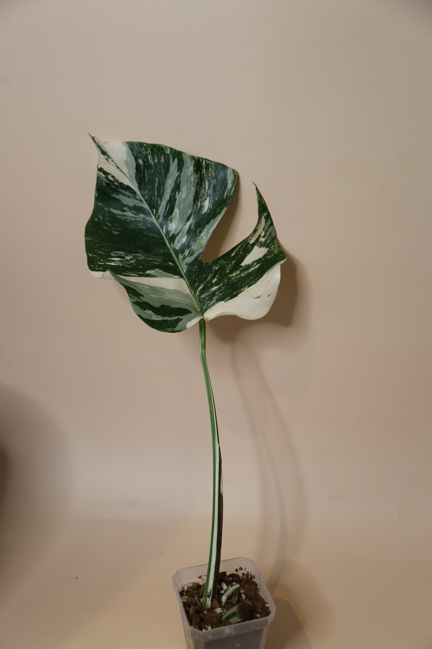 Monstera Variegated Potted MV-351