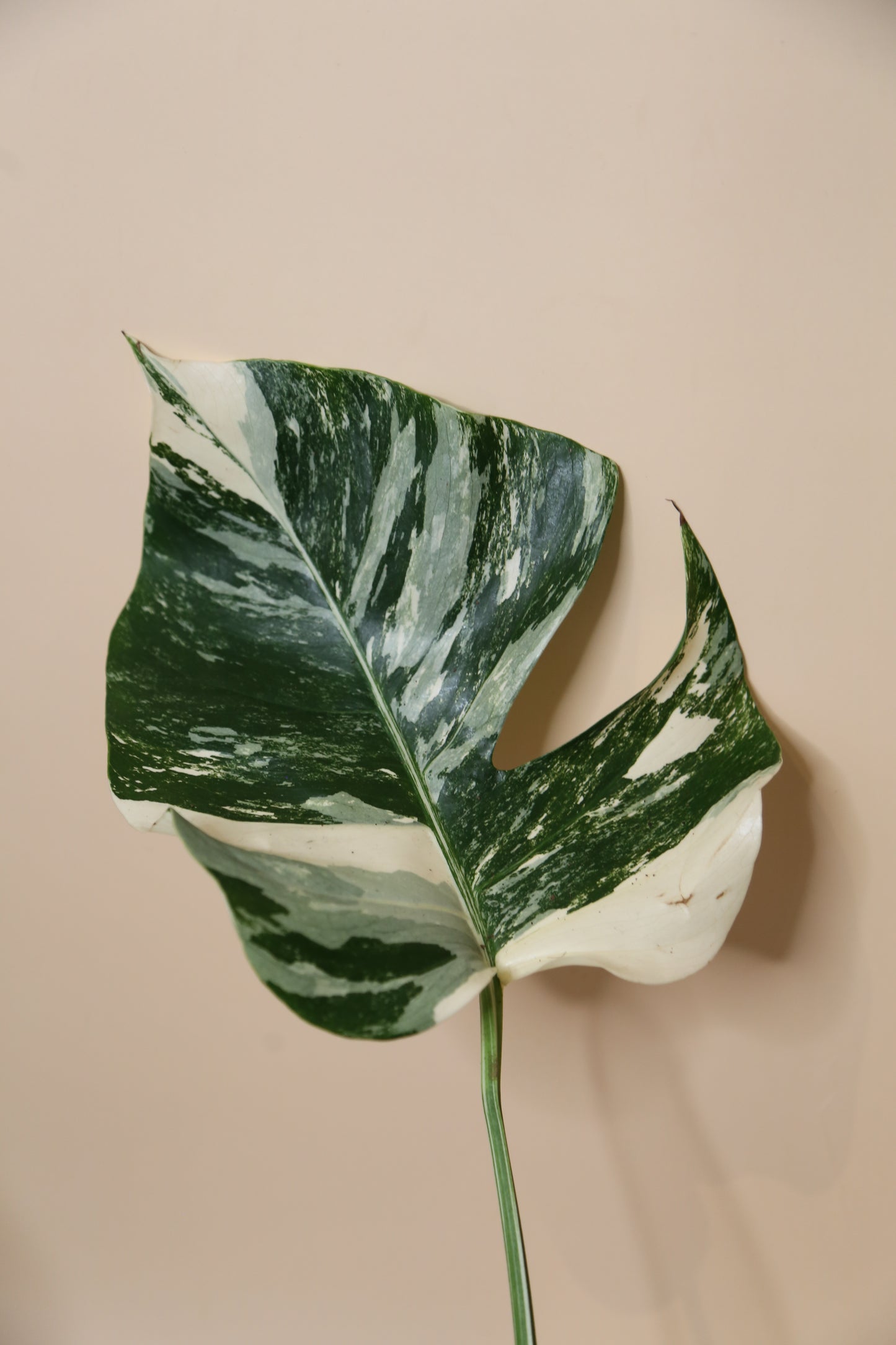 Monstera Variegated Potted MV-351