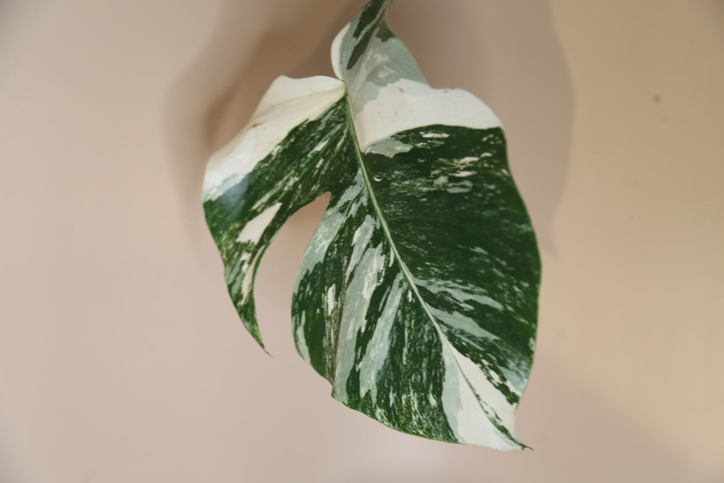 Monstera Variegated Potted MV-351