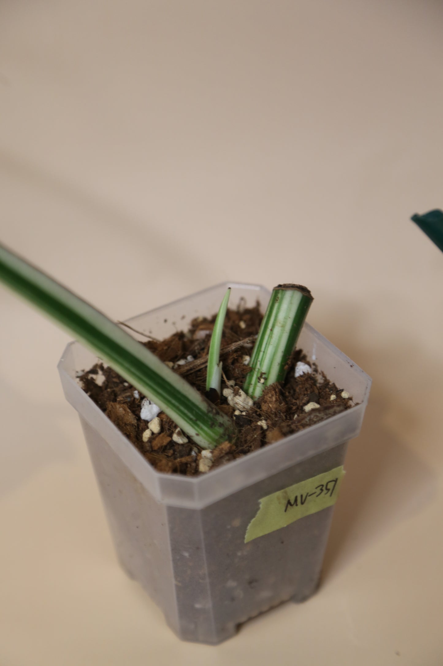 Monstera Variegated Potted MV-351