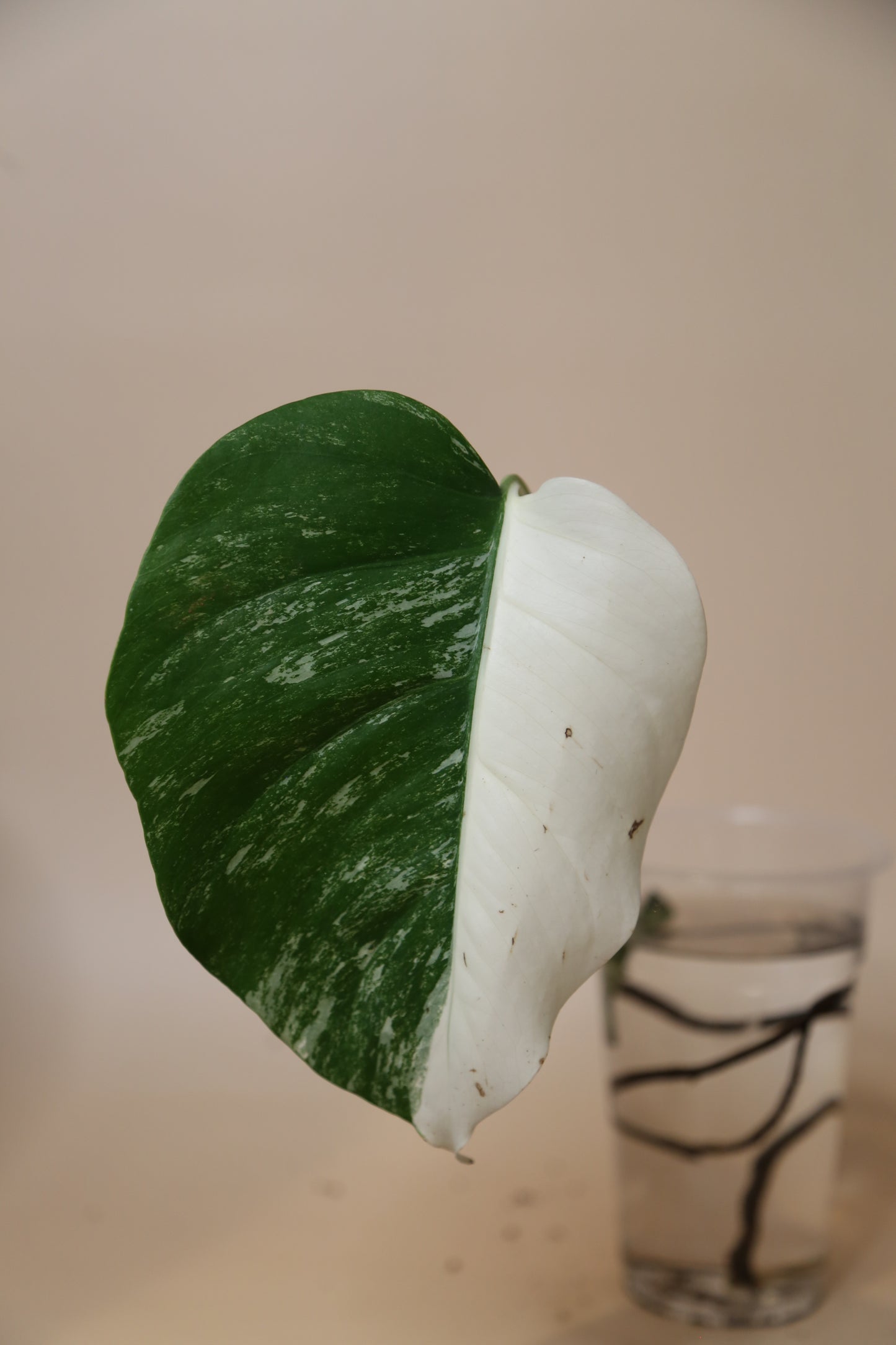 Monstera Variegated Half-moon cutting MV-360