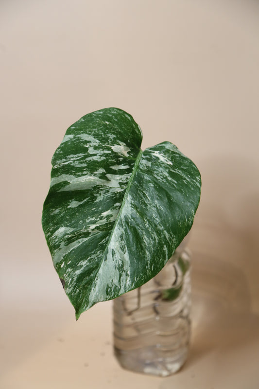 Monstera Variegated cutting MV-361