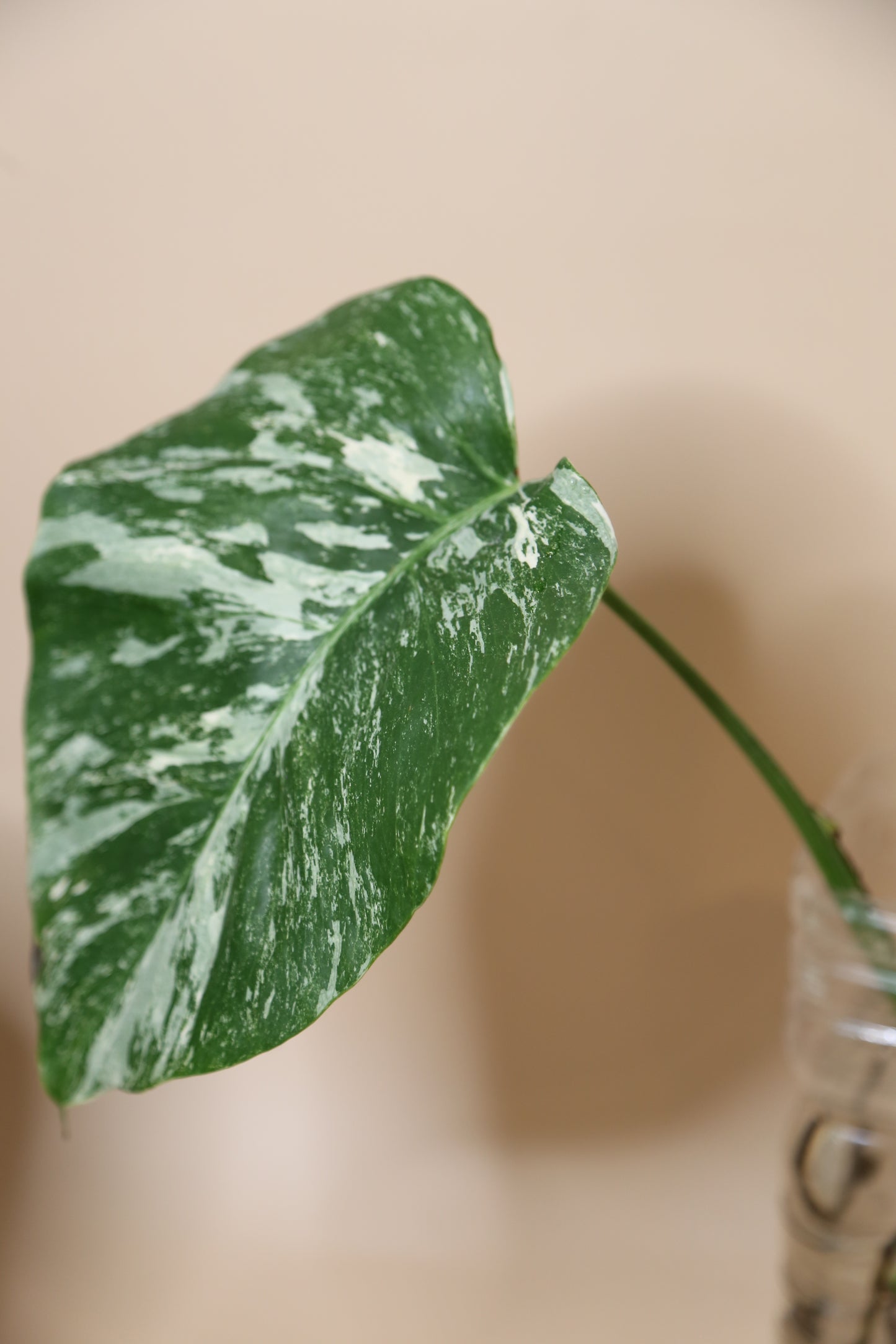 Monstera Variegated cutting MV-361