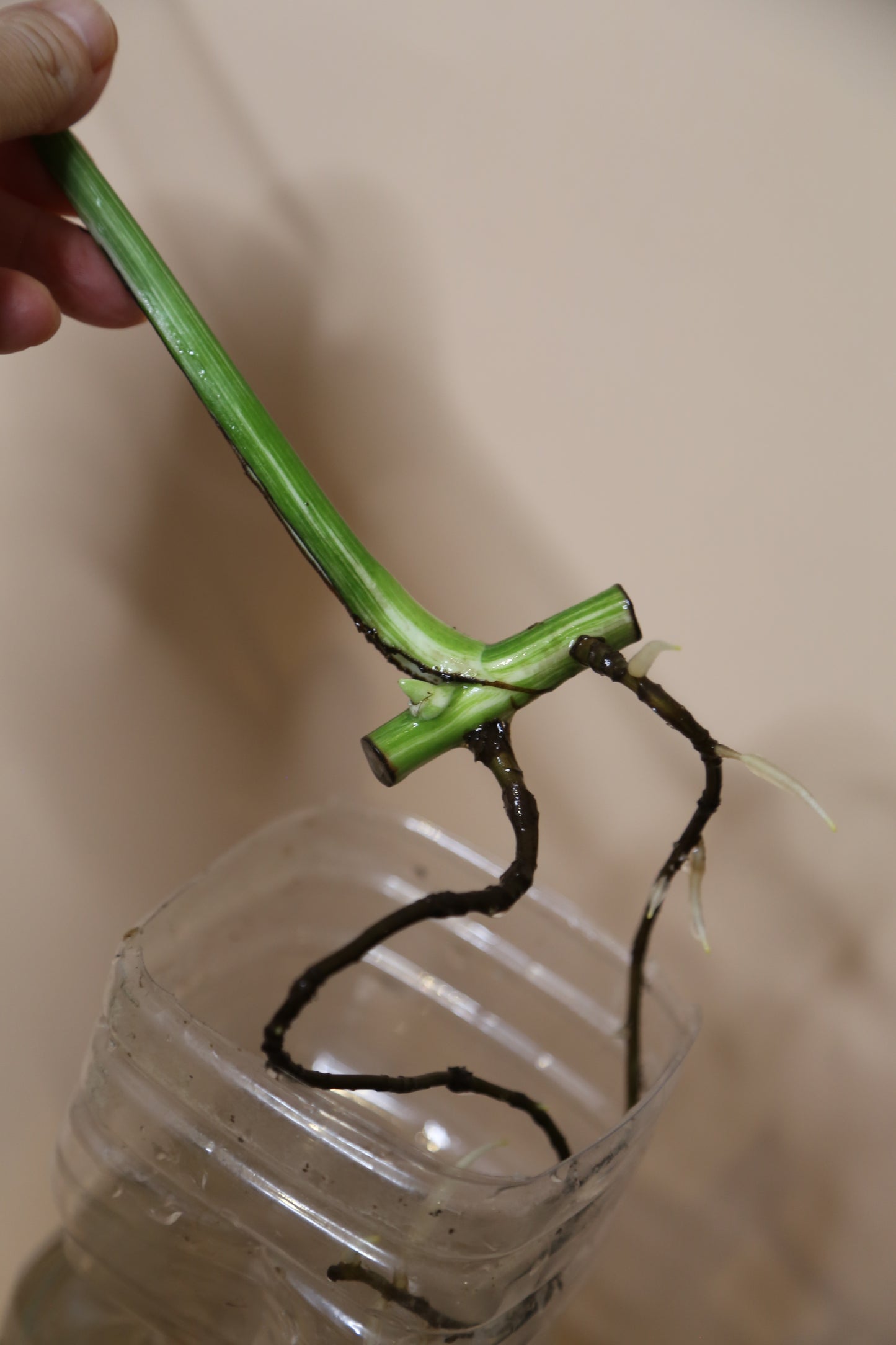 Monstera Variegated cutting MV-361