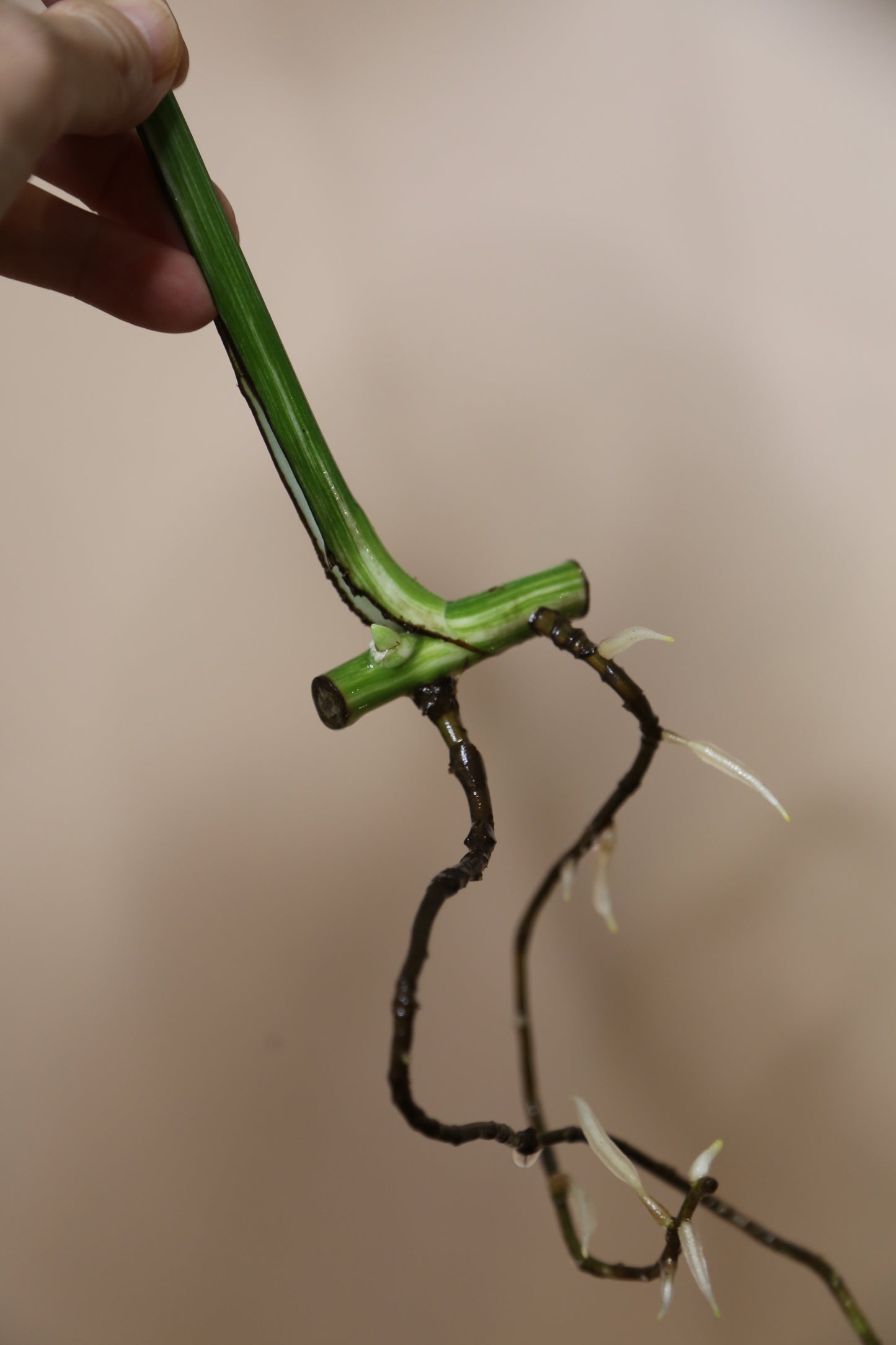 Monstera Variegated cutting MV-361