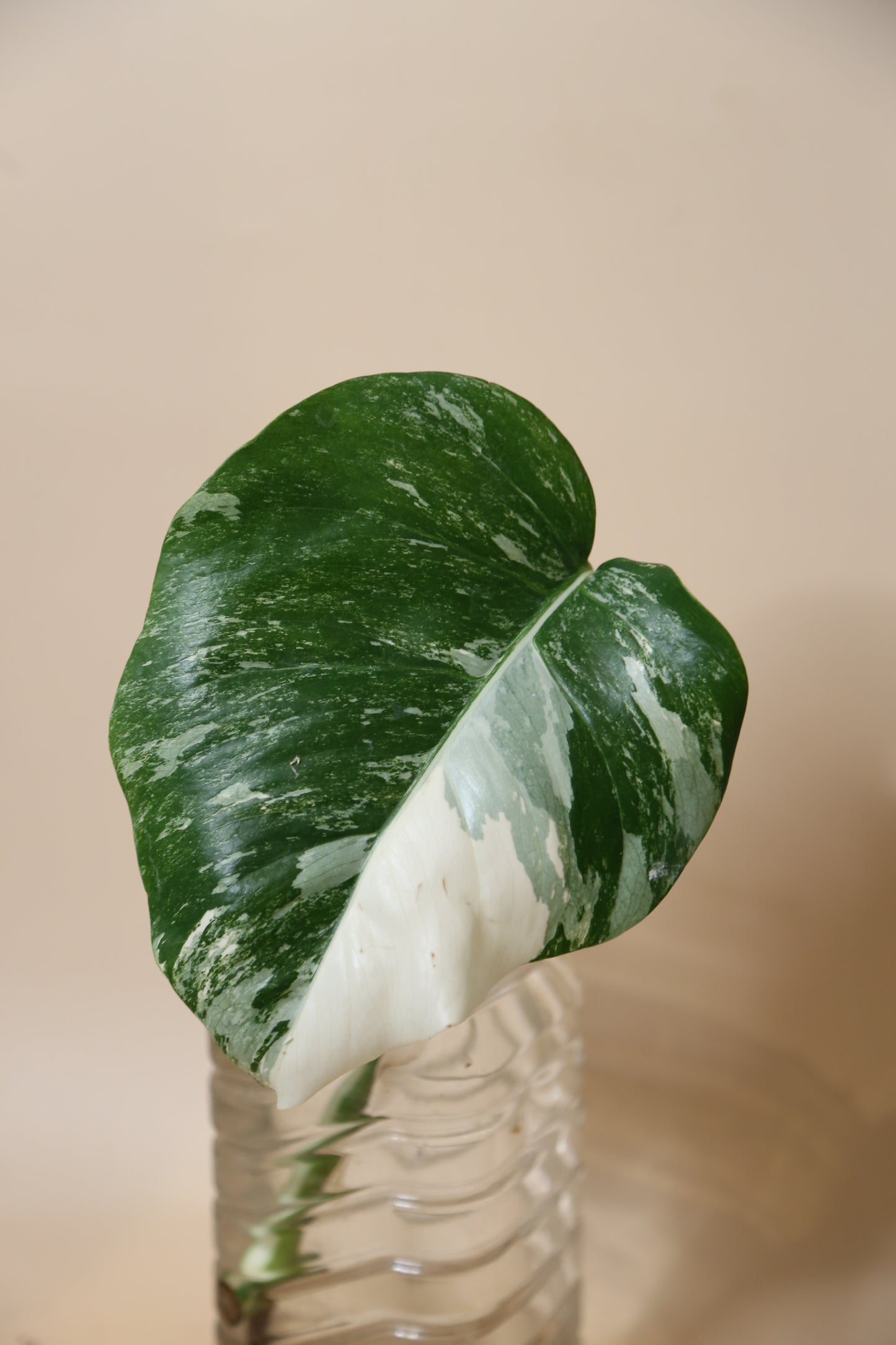 Monstera Variegated cutting MV-362