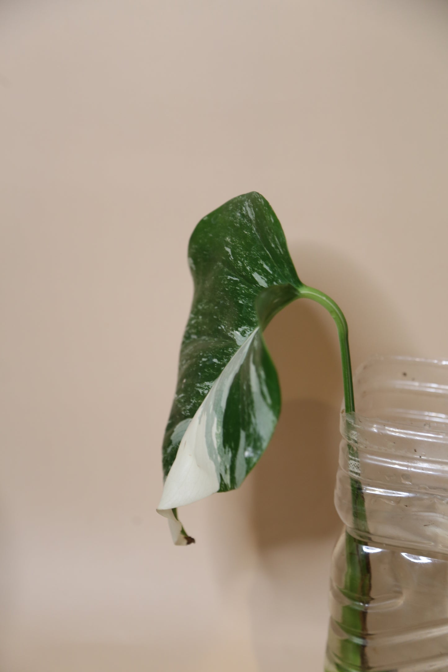 Monstera Variegated cutting MV-362