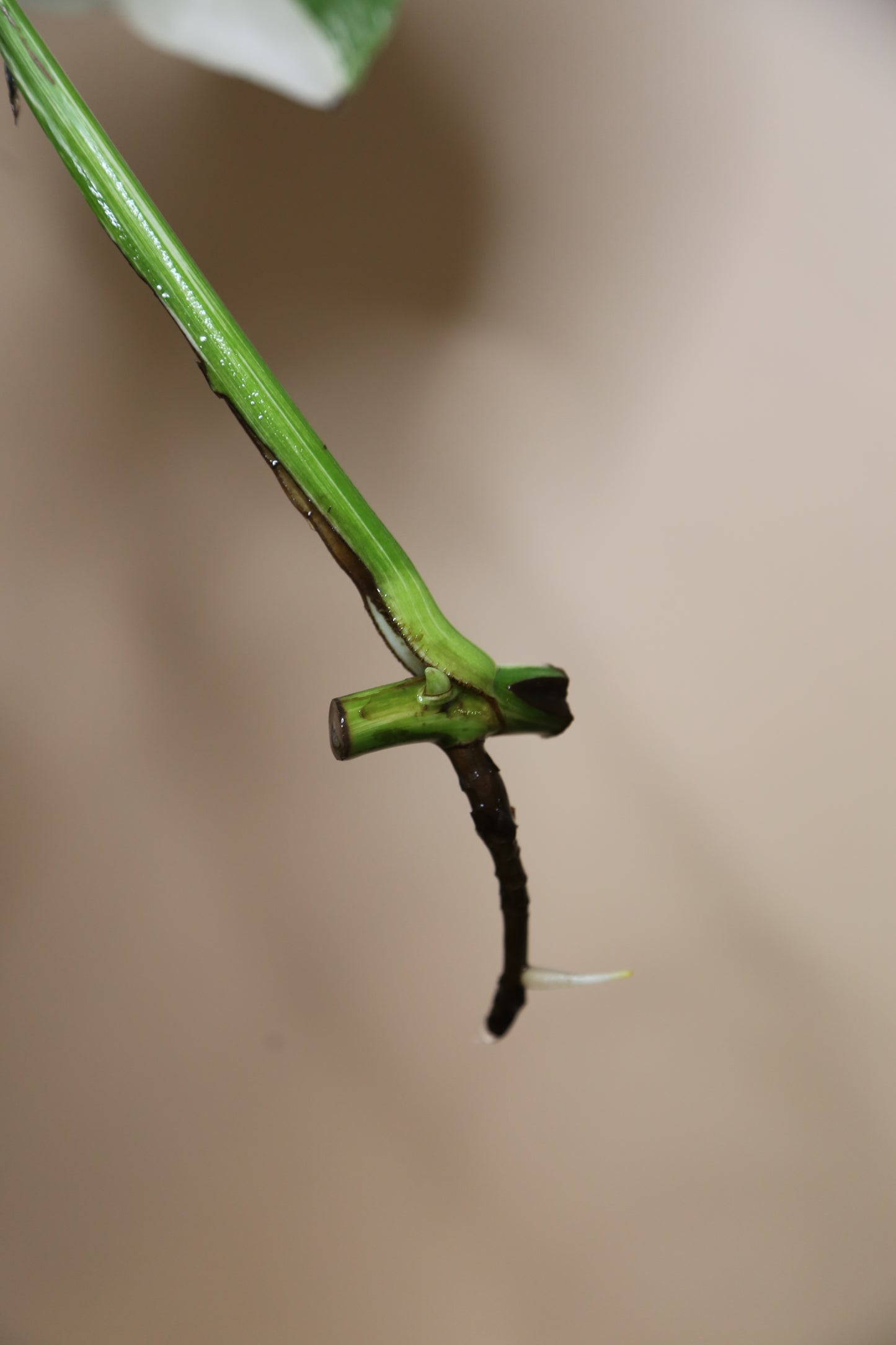 Monstera Variegated cutting MV-362