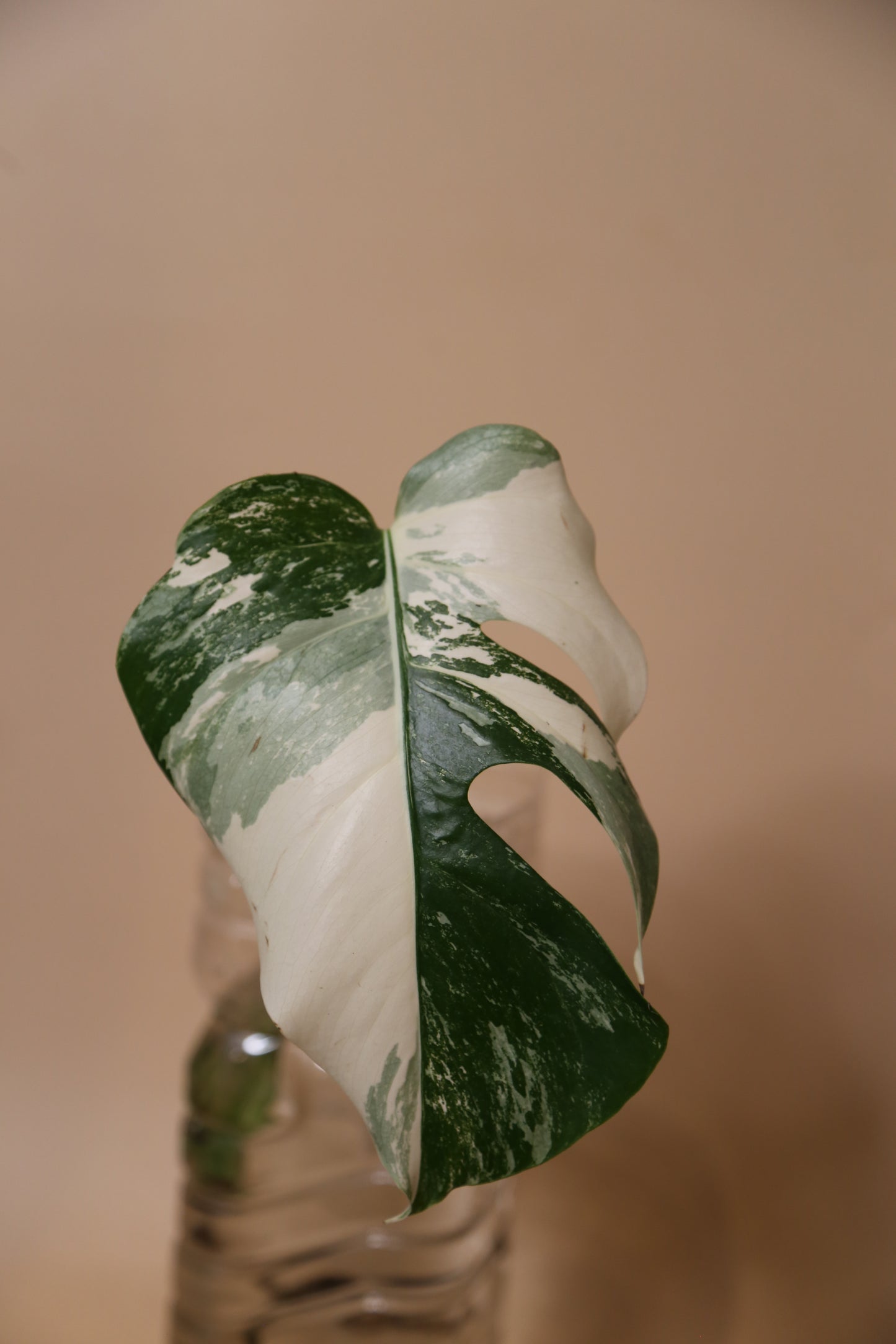 Monstera Variegated cutting MV-363