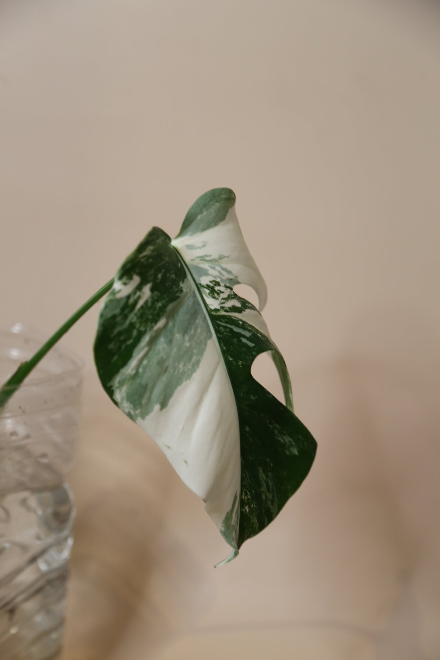Monstera Variegated cutting MV-363