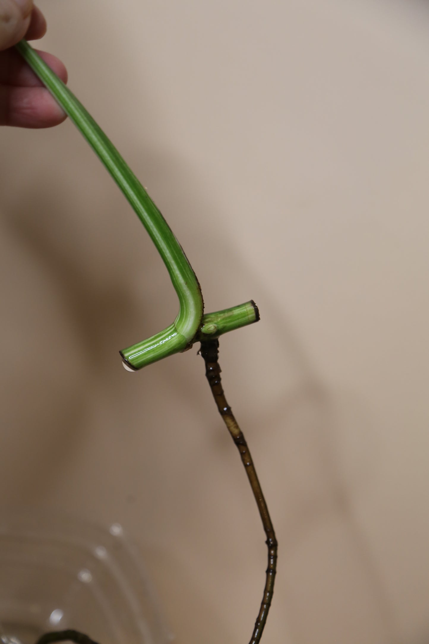 Monstera Variegated cutting MV-363