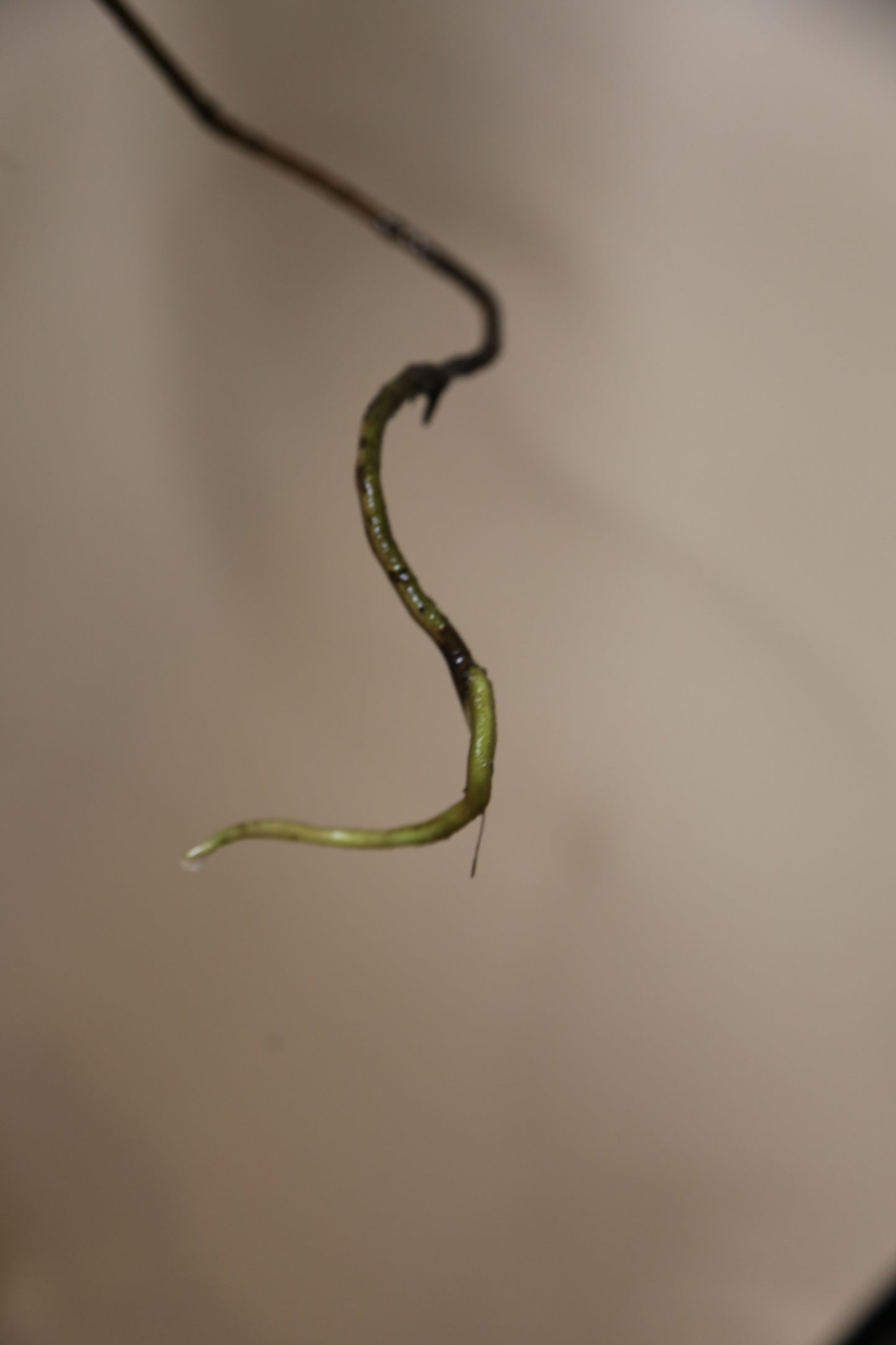 Monstera Variegated cutting MV-363