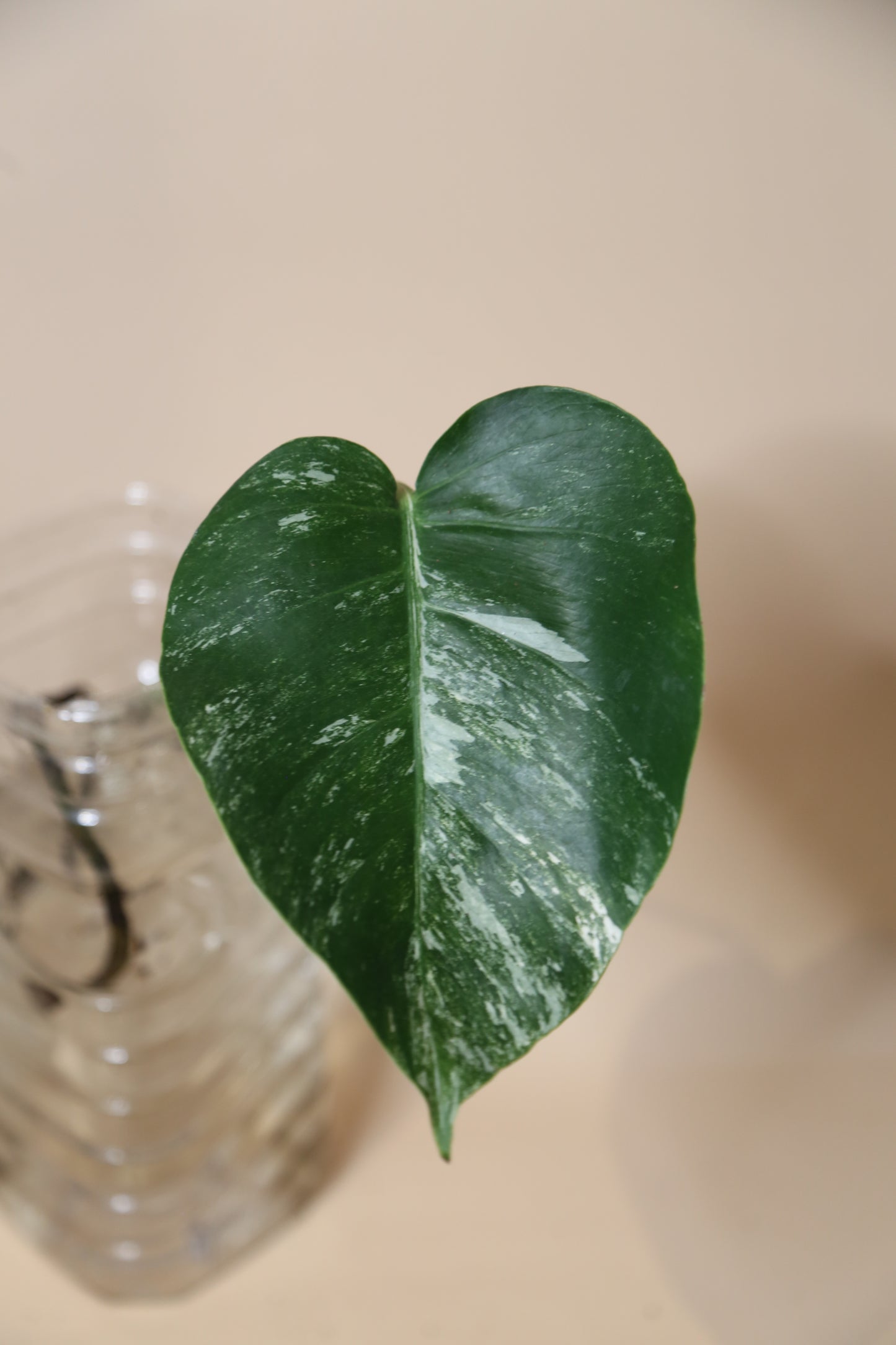 Monstera Variegated cutting MV-364