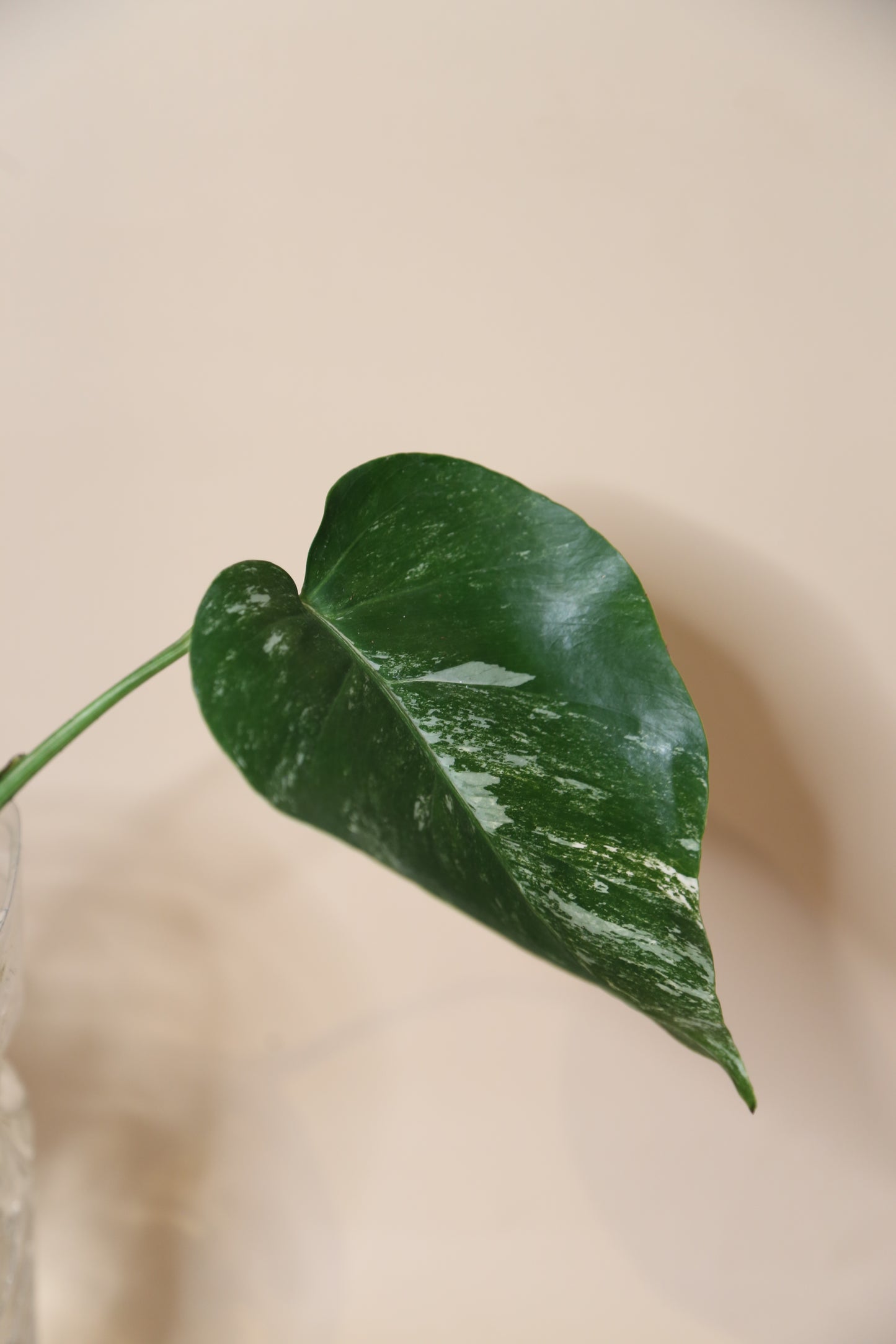 Monstera Variegated cutting MV-364