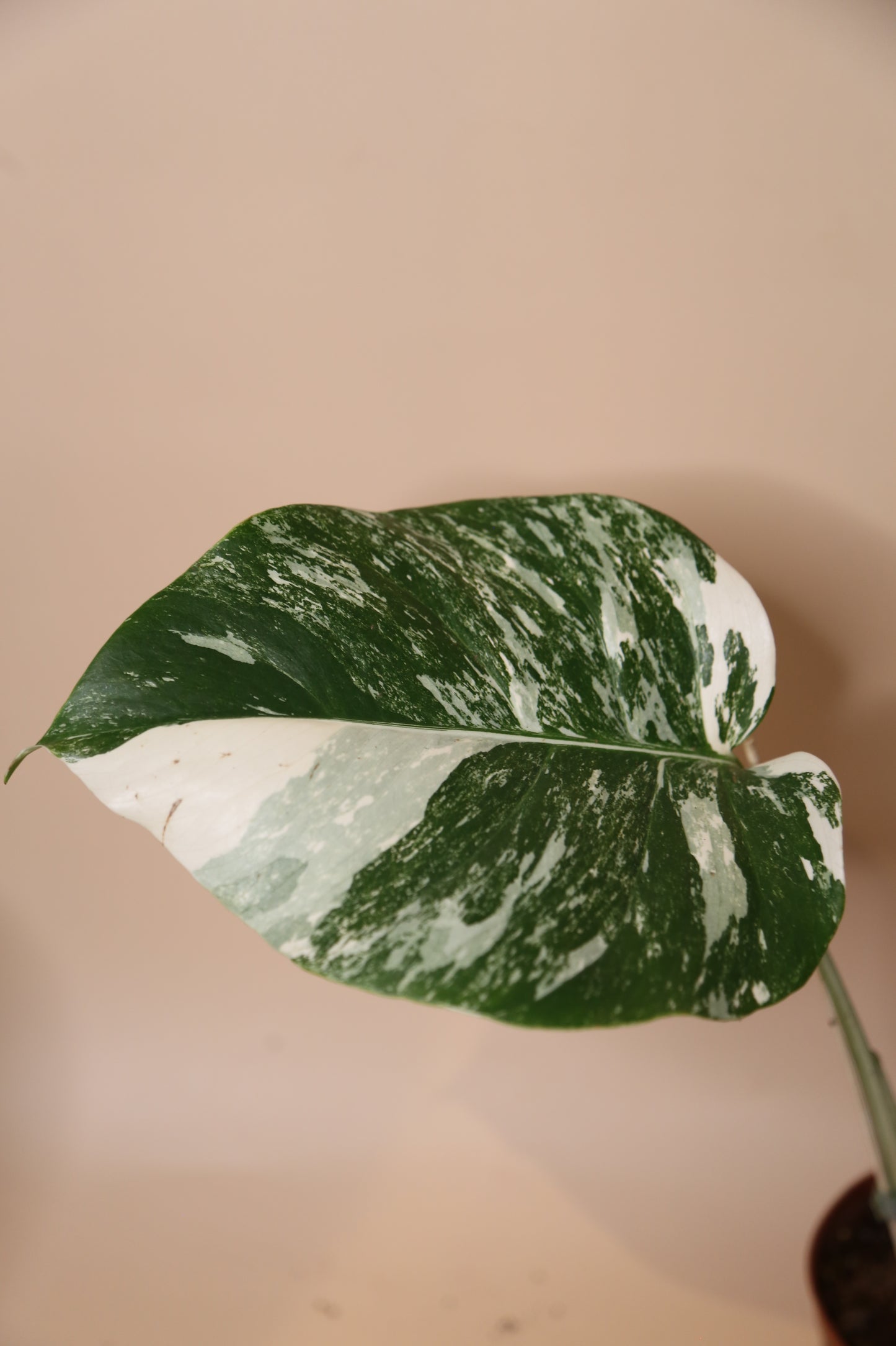 Monstera Variegated Potted MV-365
