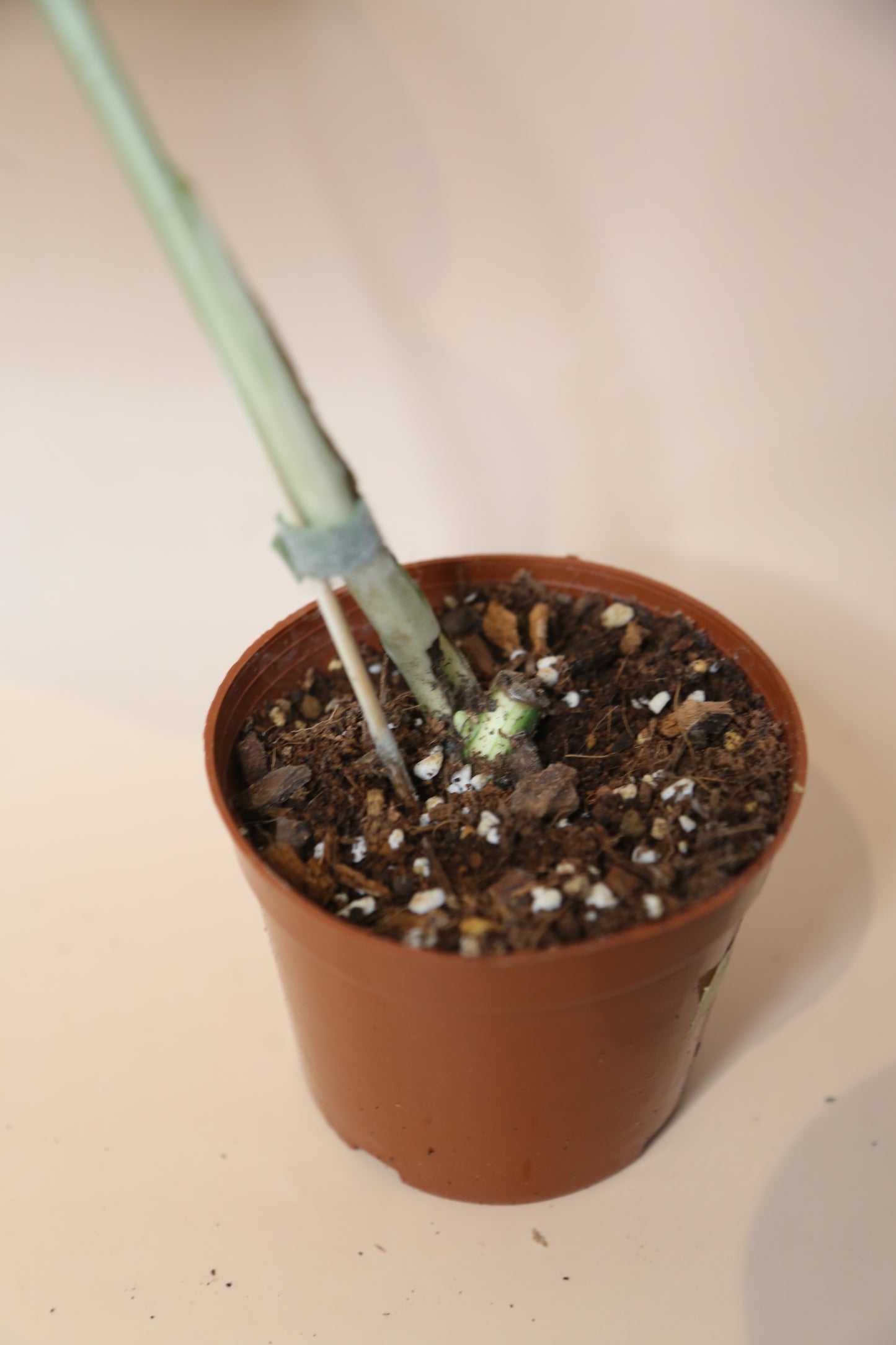 Monstera Variegated Potted MV-365