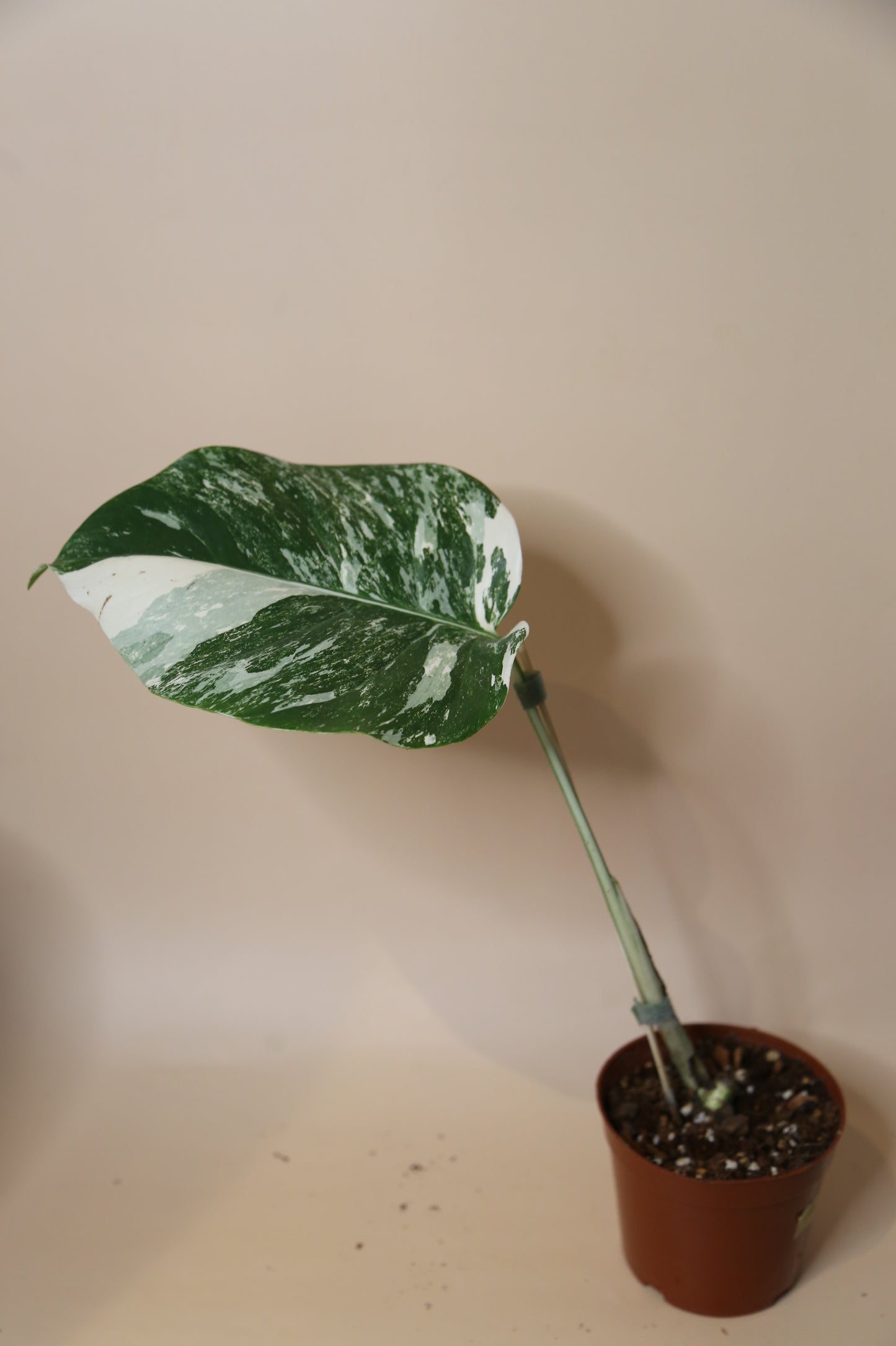 Monstera Variegated Potted MV-365