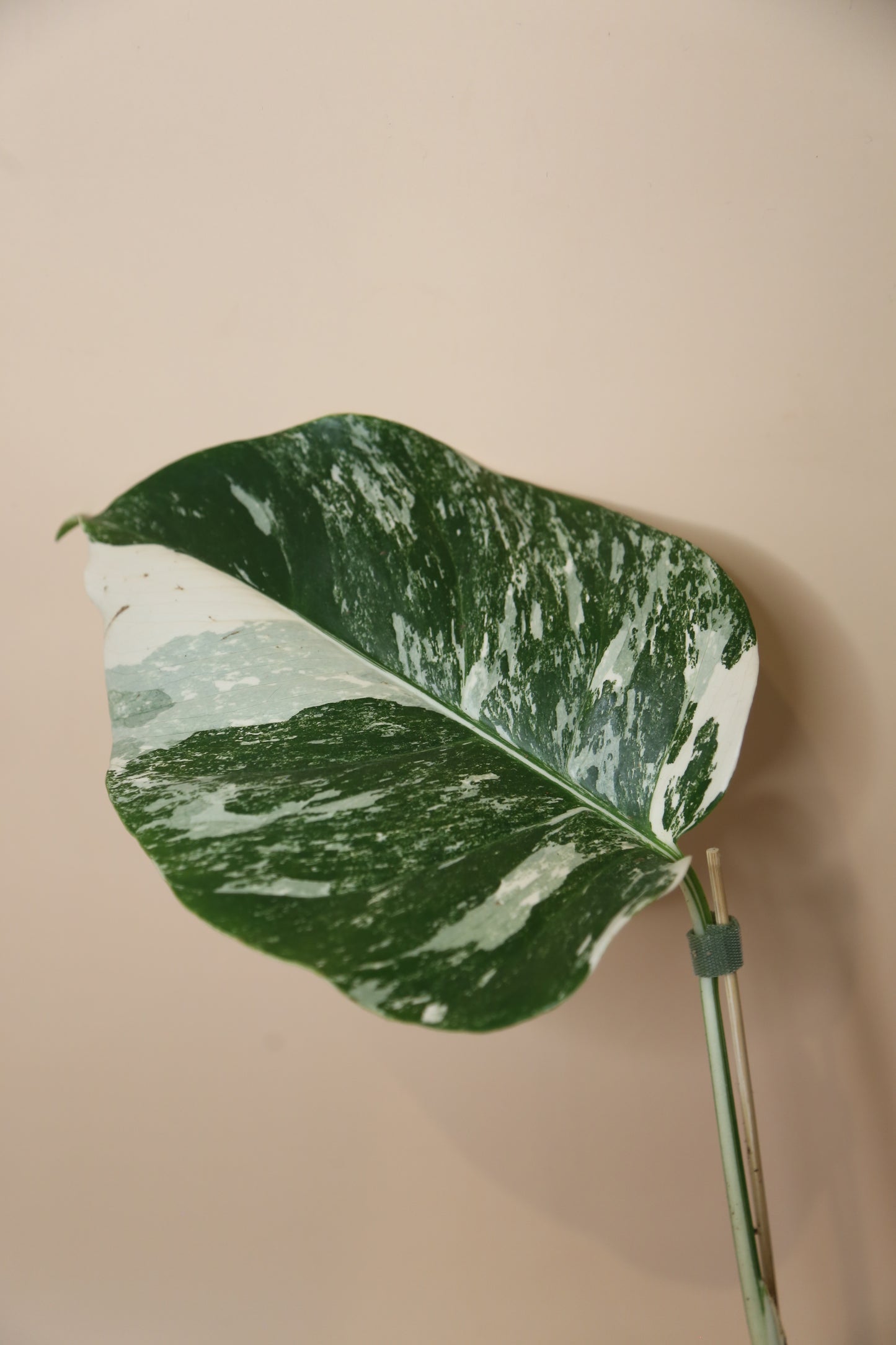 Monstera Variegated Potted MV-365