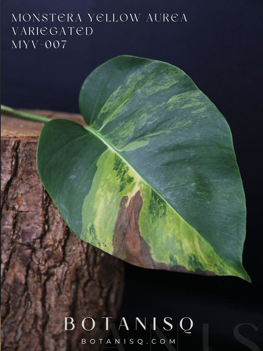 Monstera Yellow Aurea Variegated Rare Cutting MYV-007
