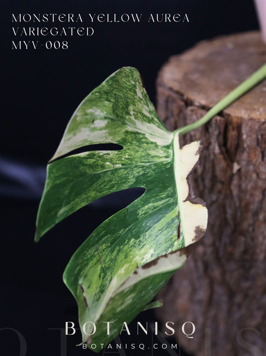 Second Chance! Monstera Yellow Aurea Half-Moon Variegated Rare Cutting MYV-008