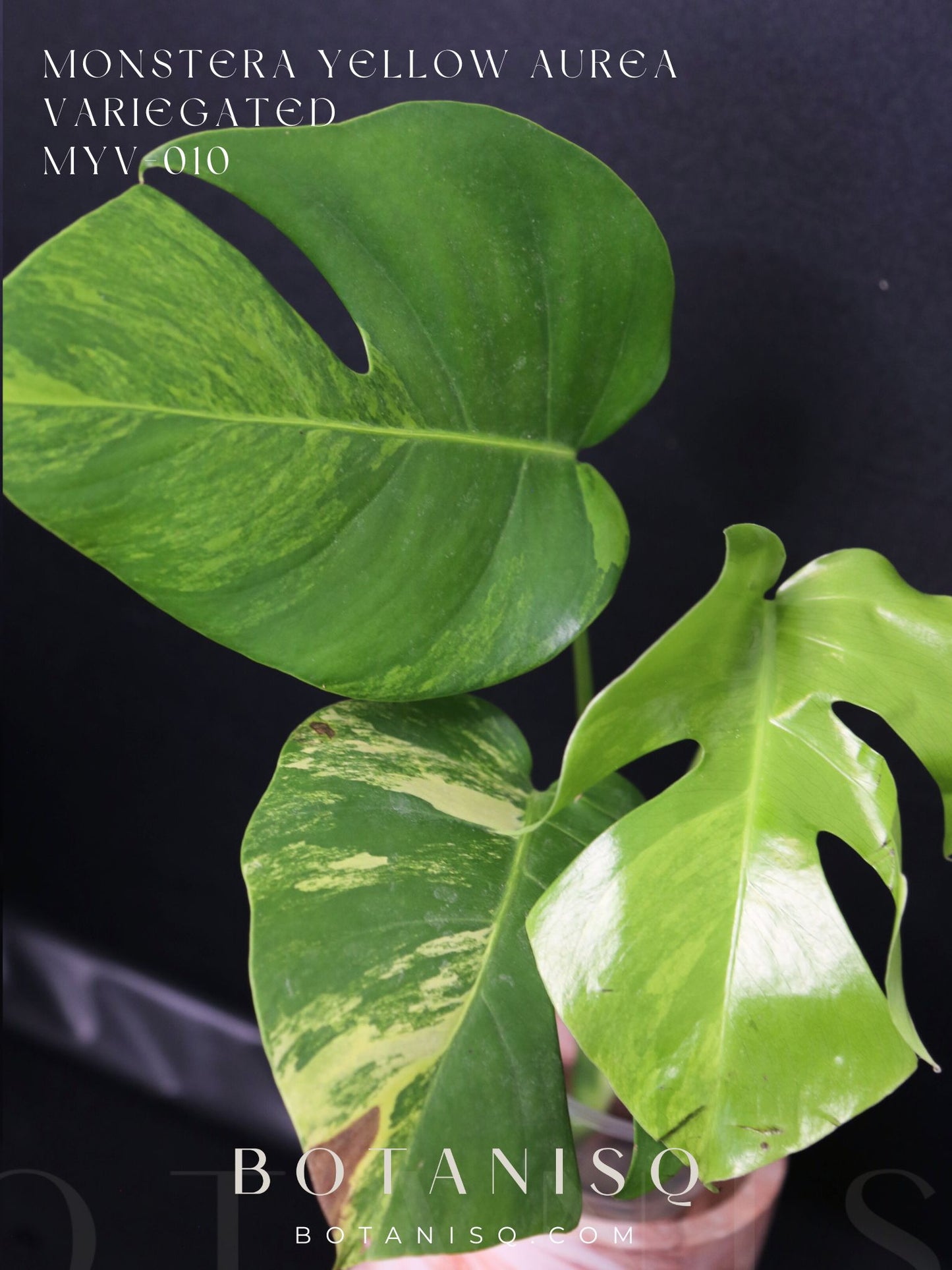 Monstera Yellow Aurea Variegated Rare Top Cutting 3 leafs MYV-010