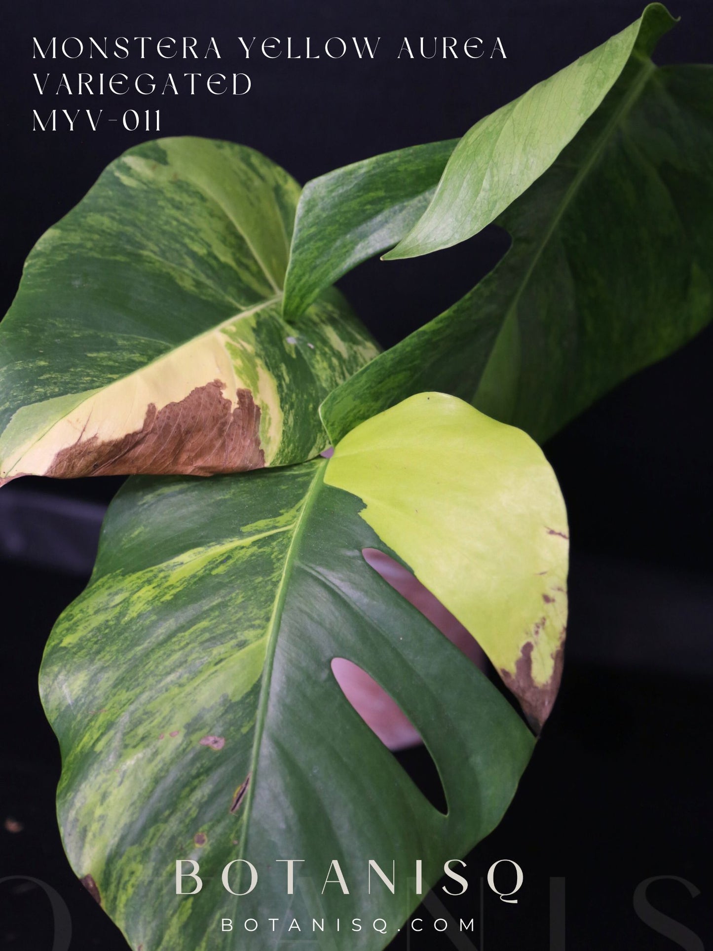 Monstera Yellow Aurea Variegated Rare Top Cutting 3 leafs MYV-011