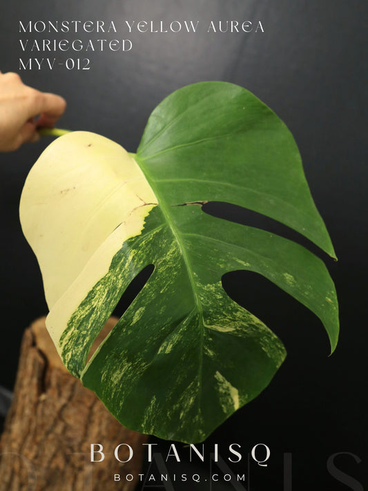 Second Chance! Monstera Yellow Aurea Variegated Rare Cutting MYV-012