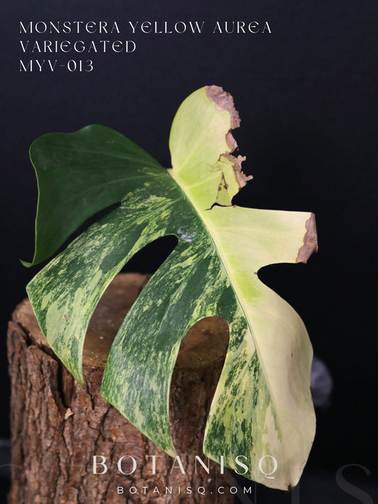 Second Chance! Monstera Yellow Aurea Variegated Rare Cutting MYV-013