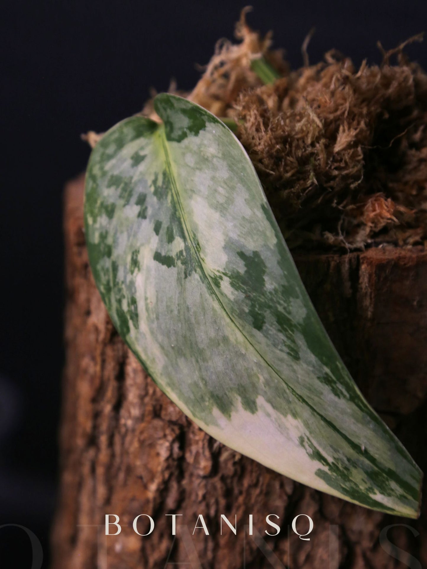 Scindapsus Maharlika Cutting Rare Satin Silver Variegated Collector Aroid 002