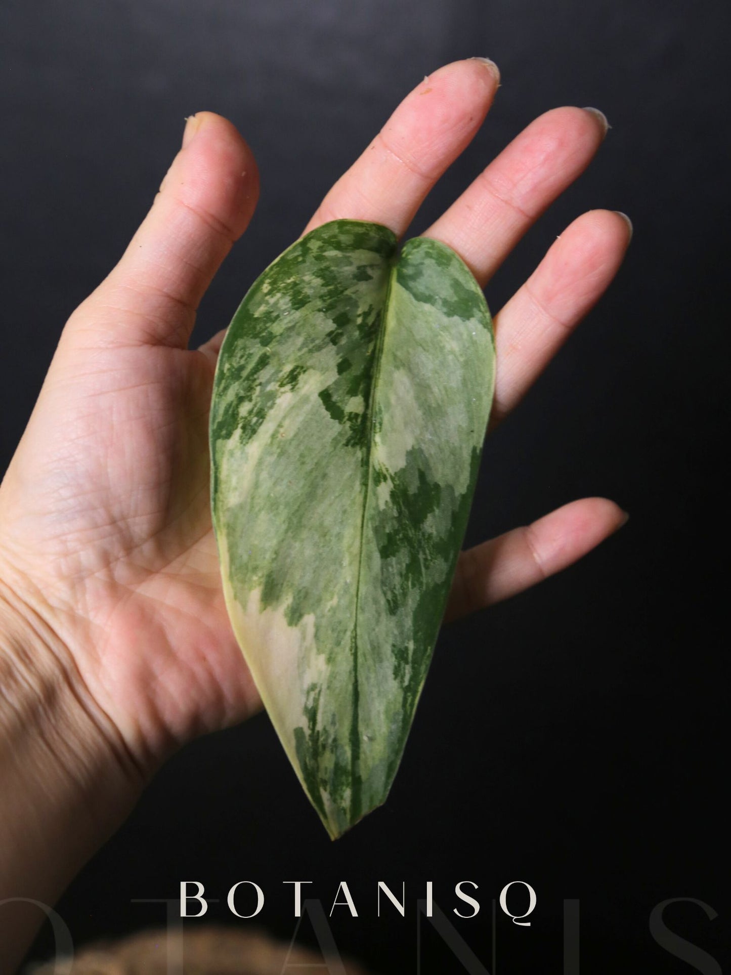 Scindapsus Maharlika Cutting Rare Satin Silver Variegated Collector Aroid 002