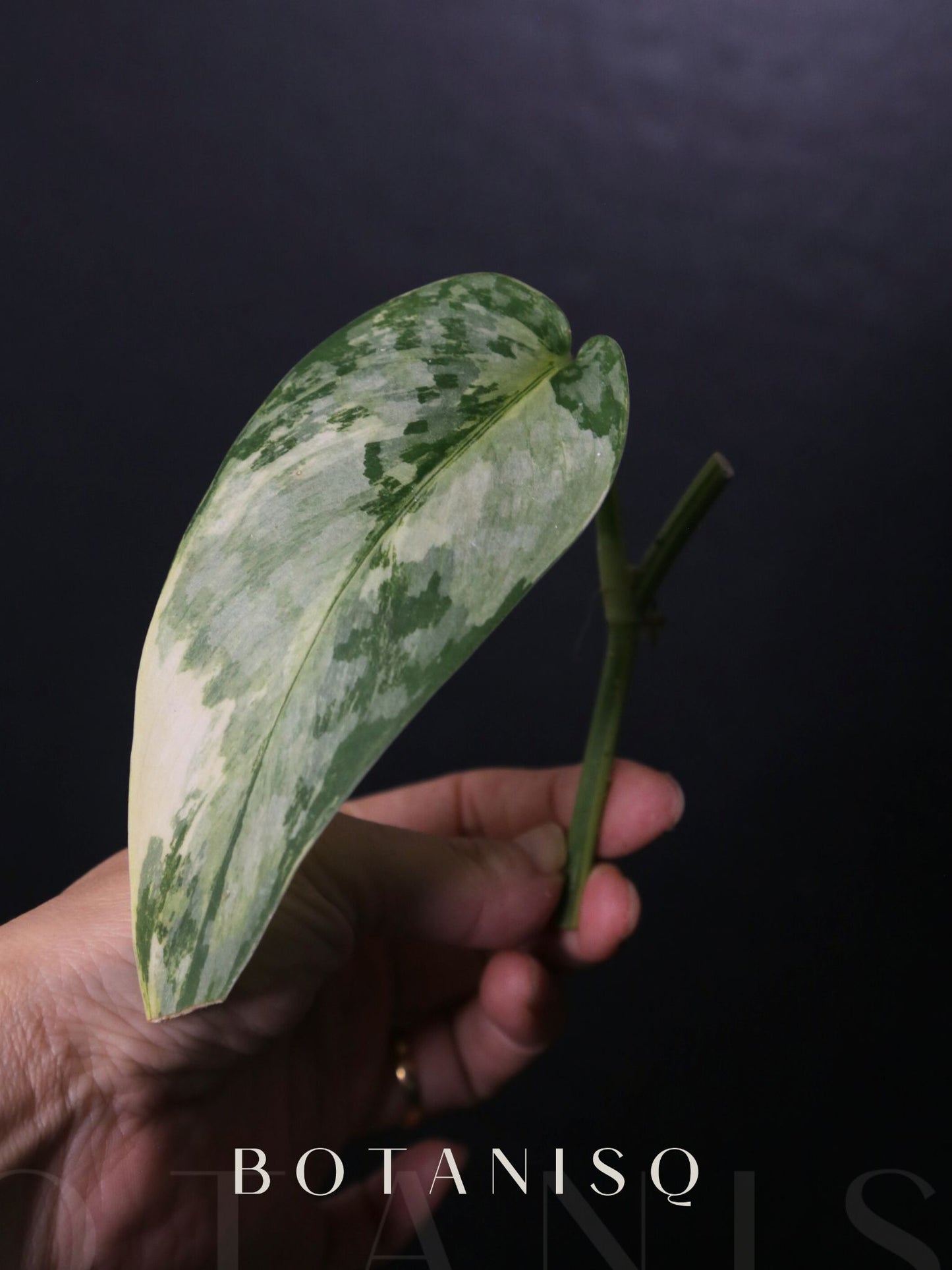 Scindapsus Maharlika Cutting Rare Satin Silver Variegated Collector Aroid 002