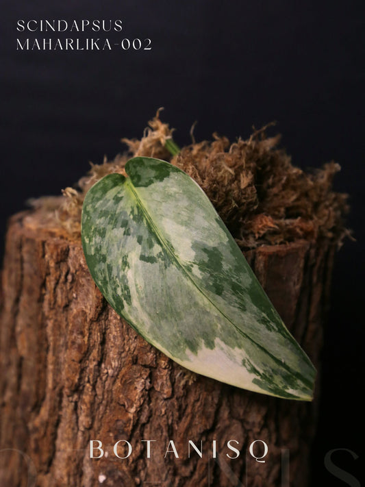 Scindapsus Maharlika Cutting Rare Satin Silver Variegated Collector Aroid 002