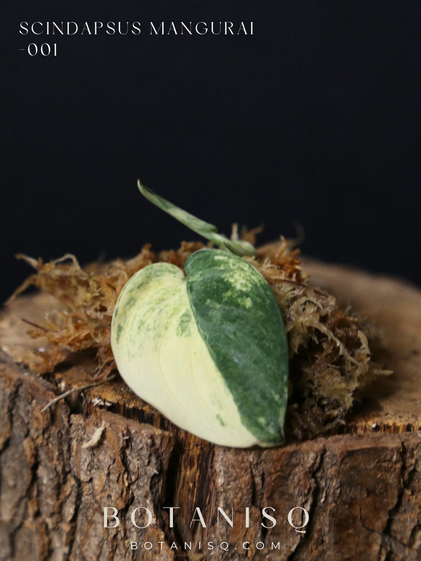 Scindapsus Mangurai – Top Cutting 001