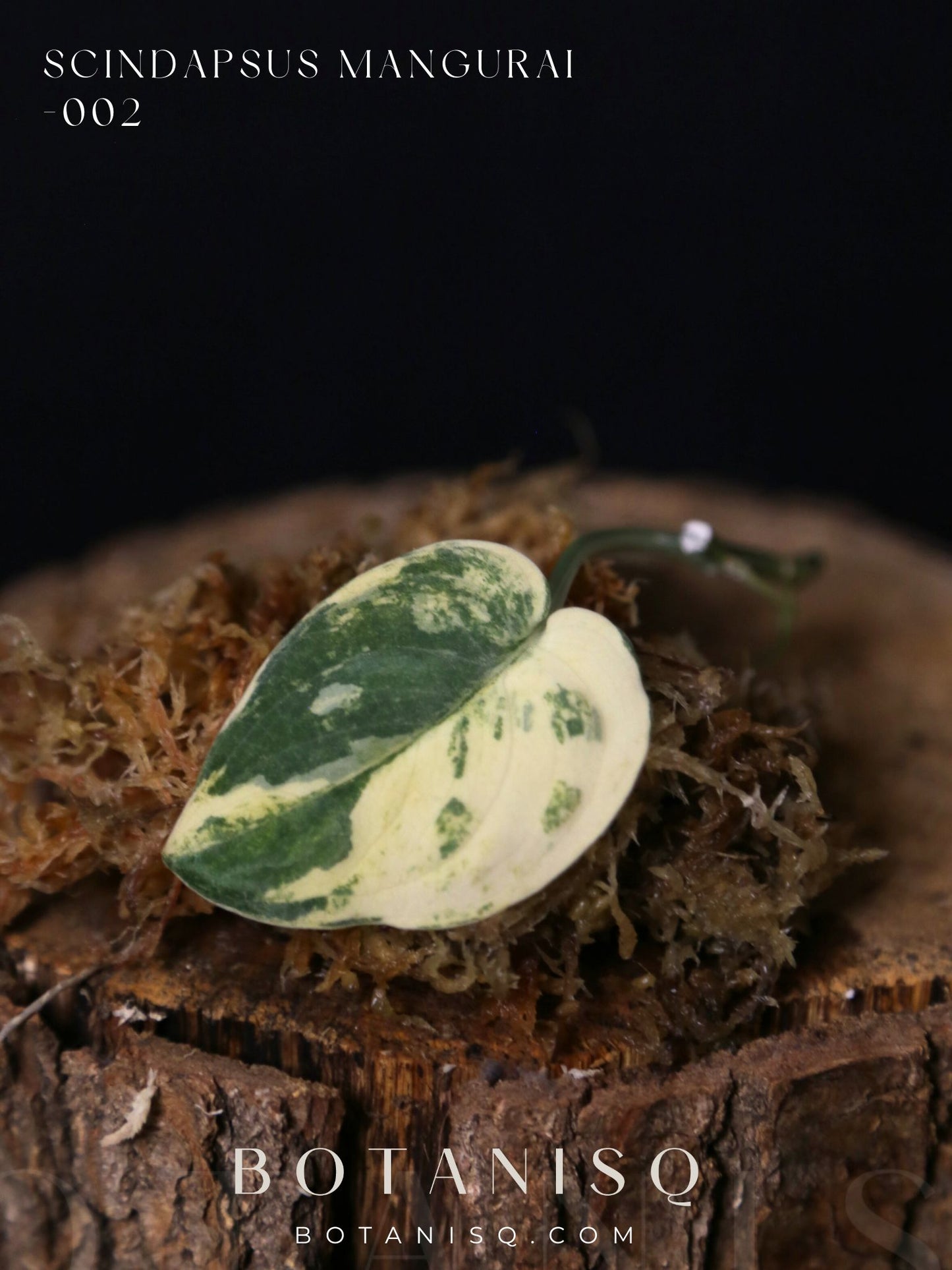 Scindapsus Mangurai – Cutting 002