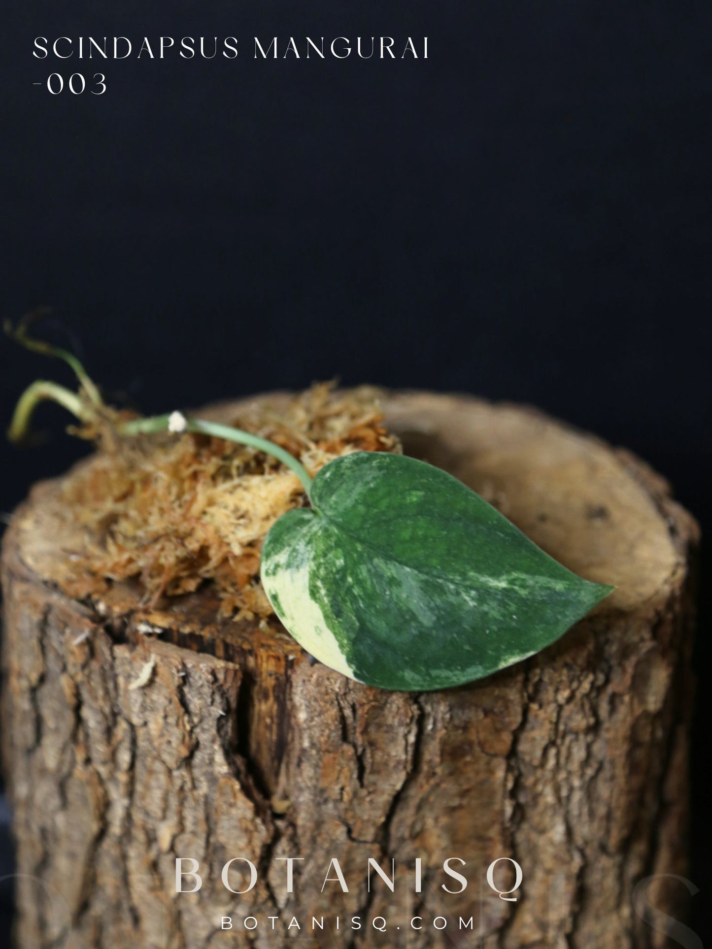 Scindapsus Mangurai – Cutting 003