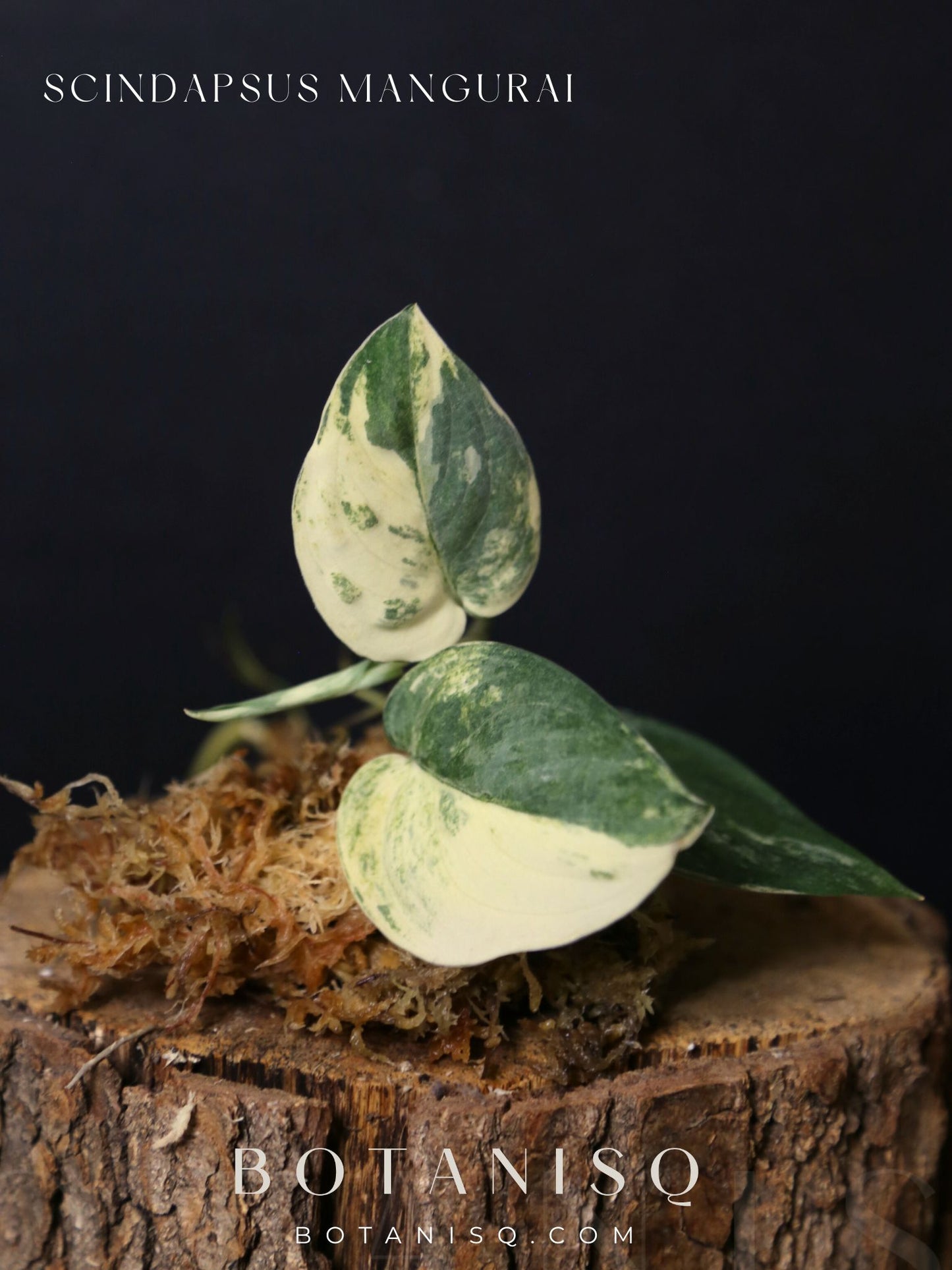 Scindapsus Mangurai – Cutting 002