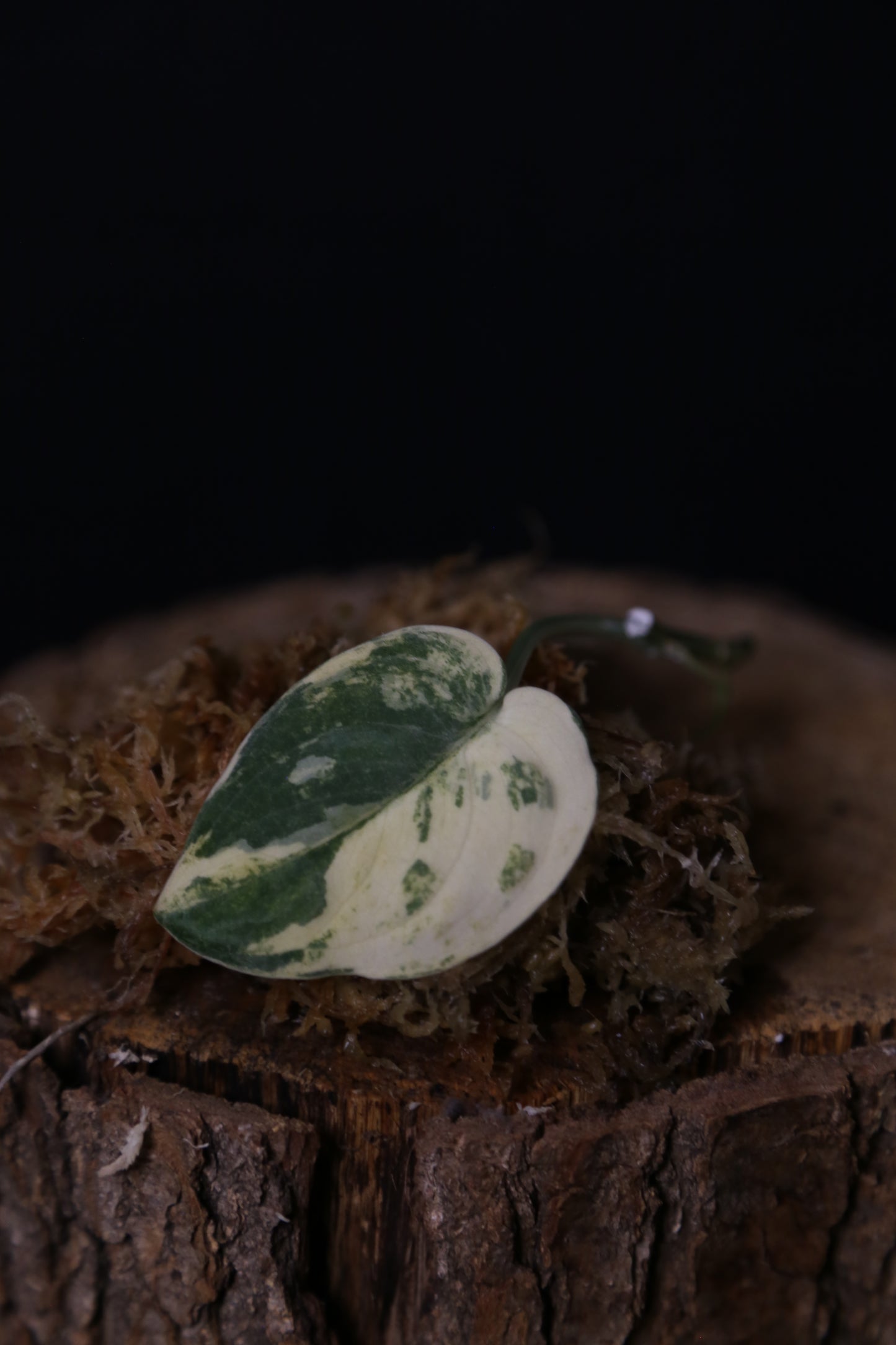 Scindapsus Mangurai – Cutting 002