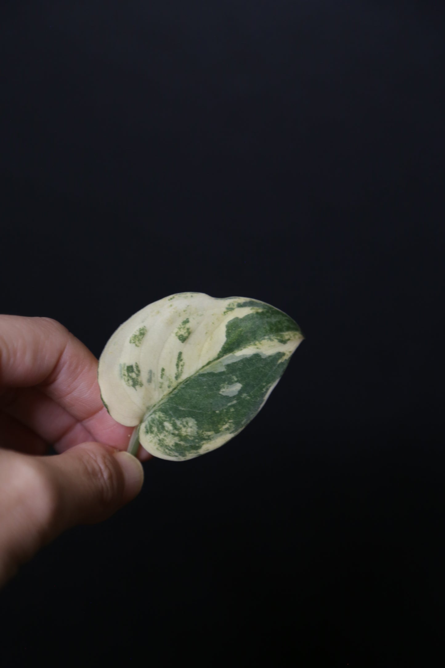 Scindapsus Mangurai – Cutting 002