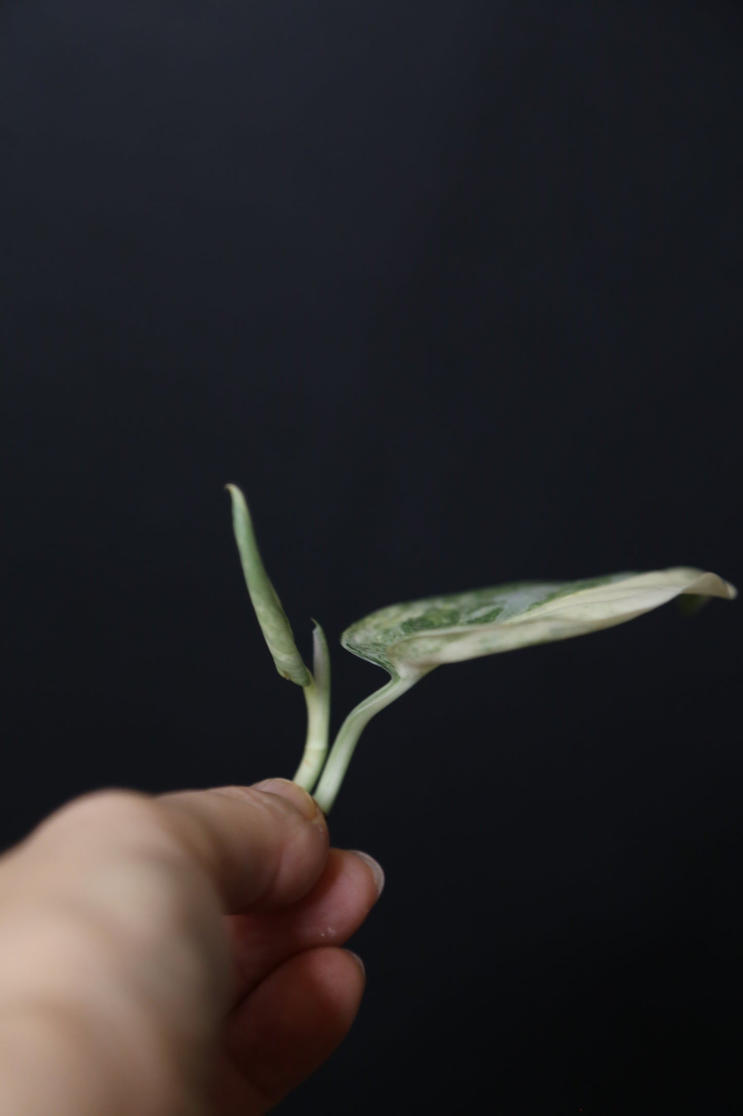 Scindapsus Mangurai – Top Cutting 001