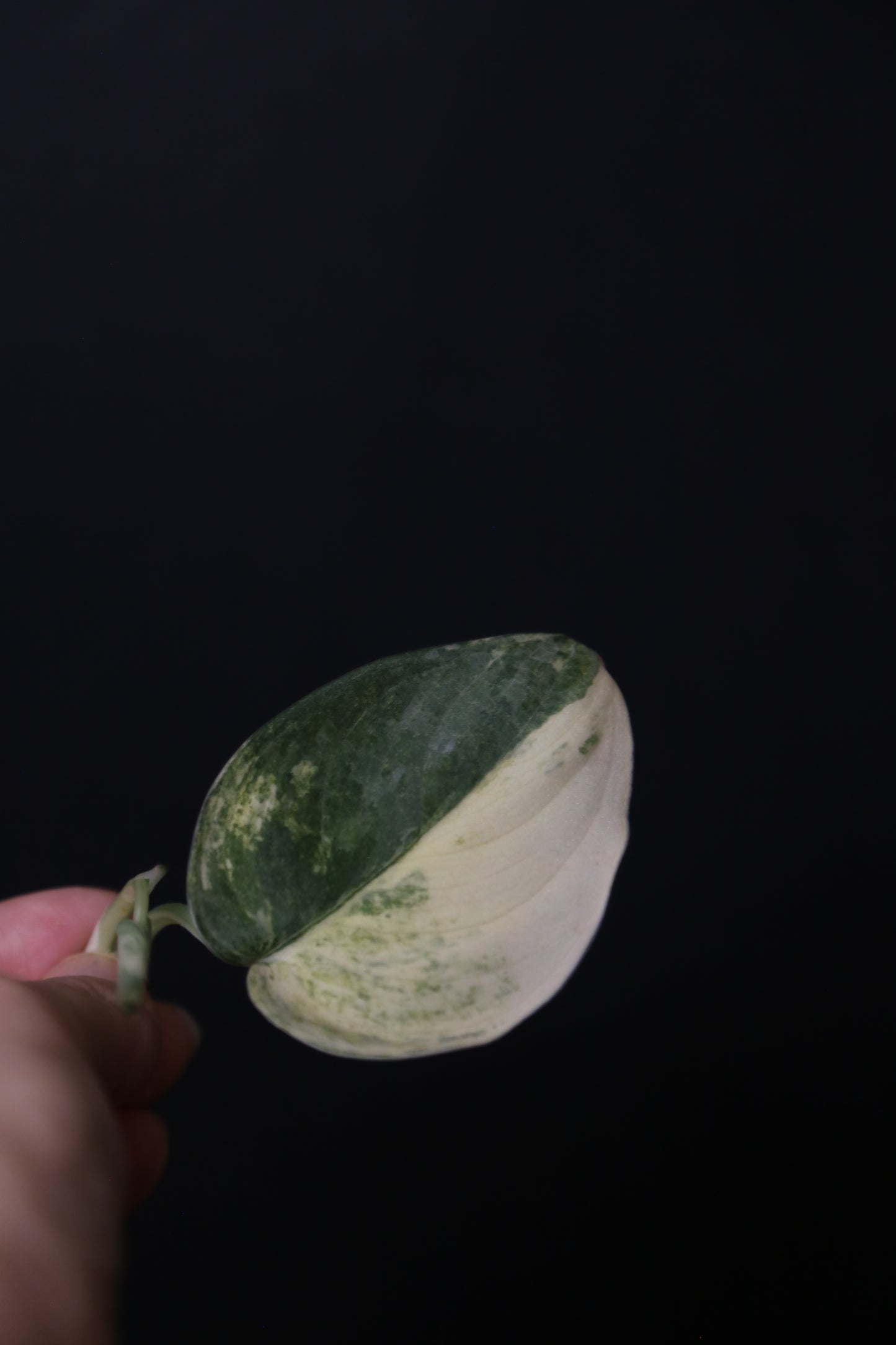 Scindapsus Mangurai – Top Cutting 001