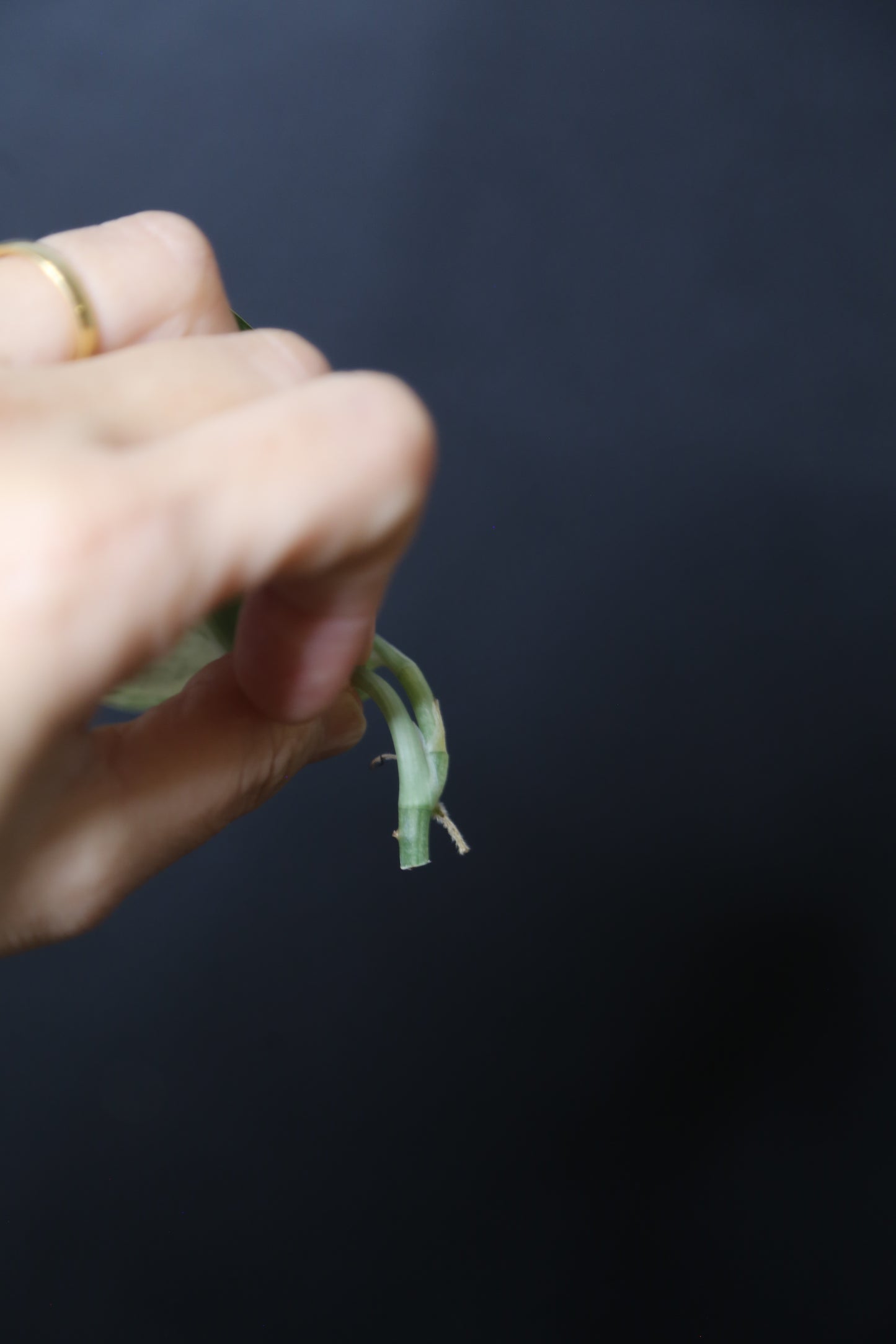 Scindapsus Mangurai – Top Cutting 001