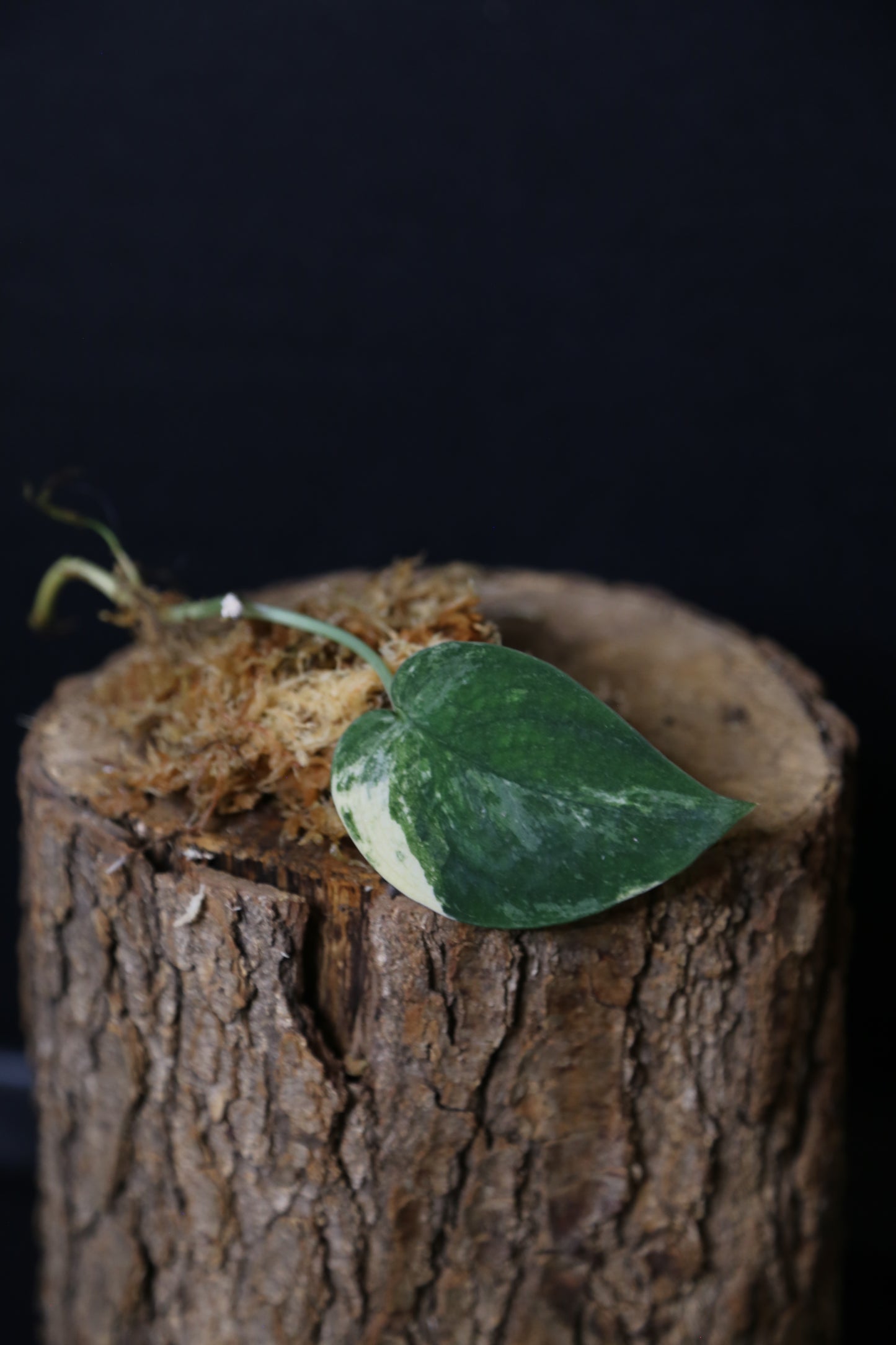 Scindapsus Mangurai – Cutting 003