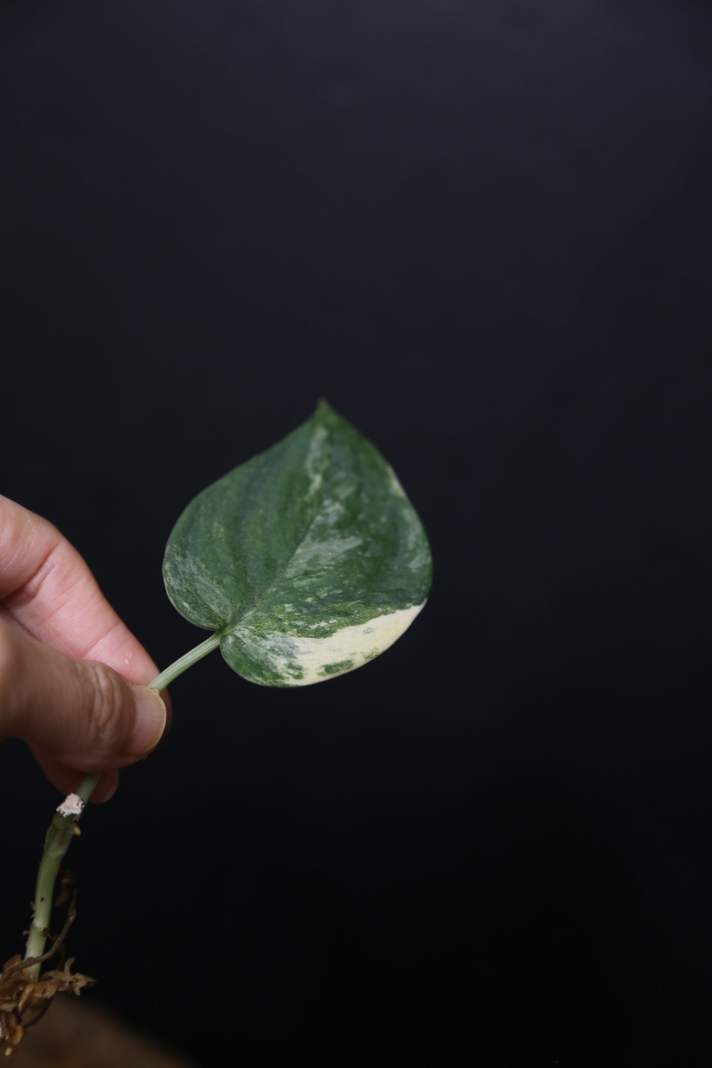 Scindapsus Mangurai – Cutting 003