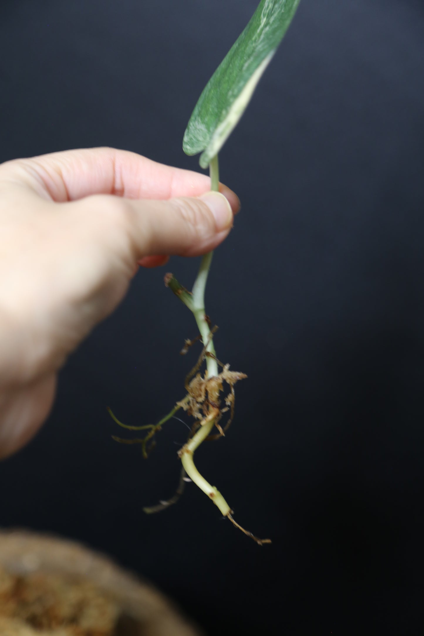 Scindapsus Mangurai – Cutting 003