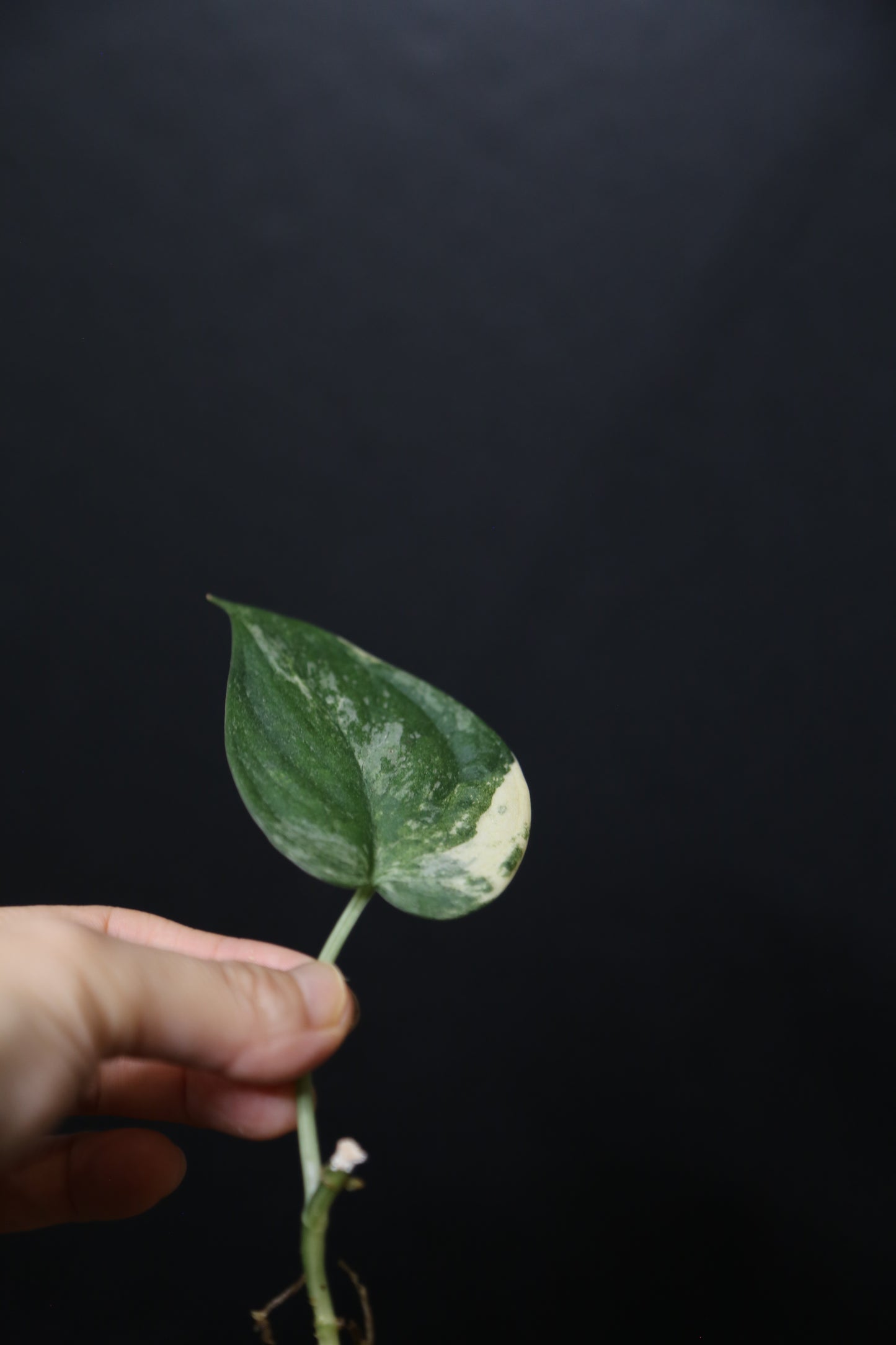 Scindapsus Mangurai – Cutting 003