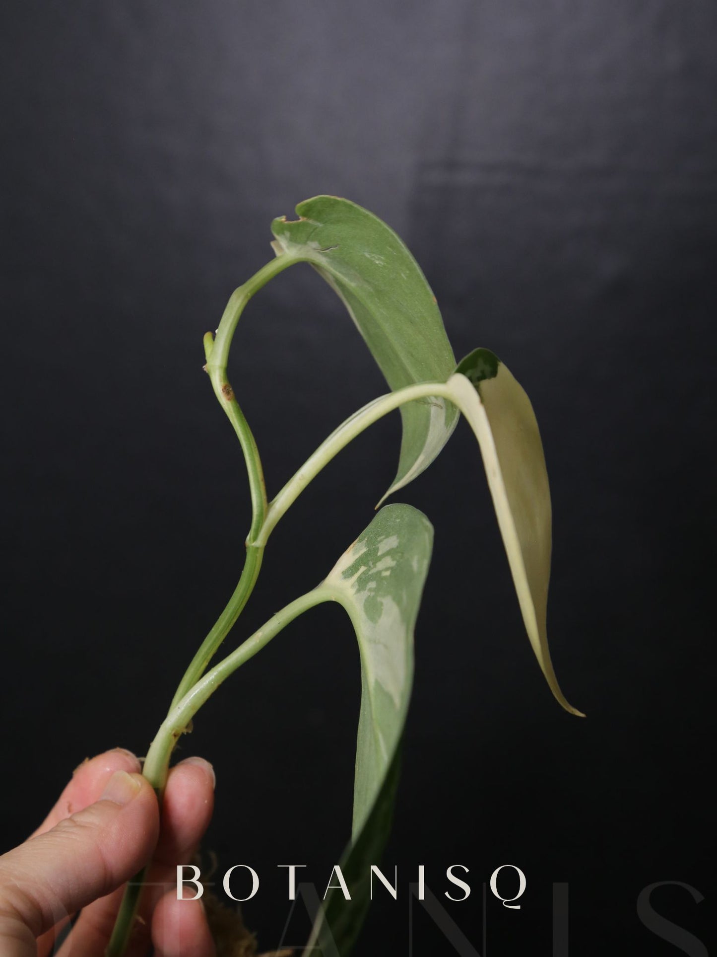 Scindapsus Mariposa Three leafs Top Cutting 001