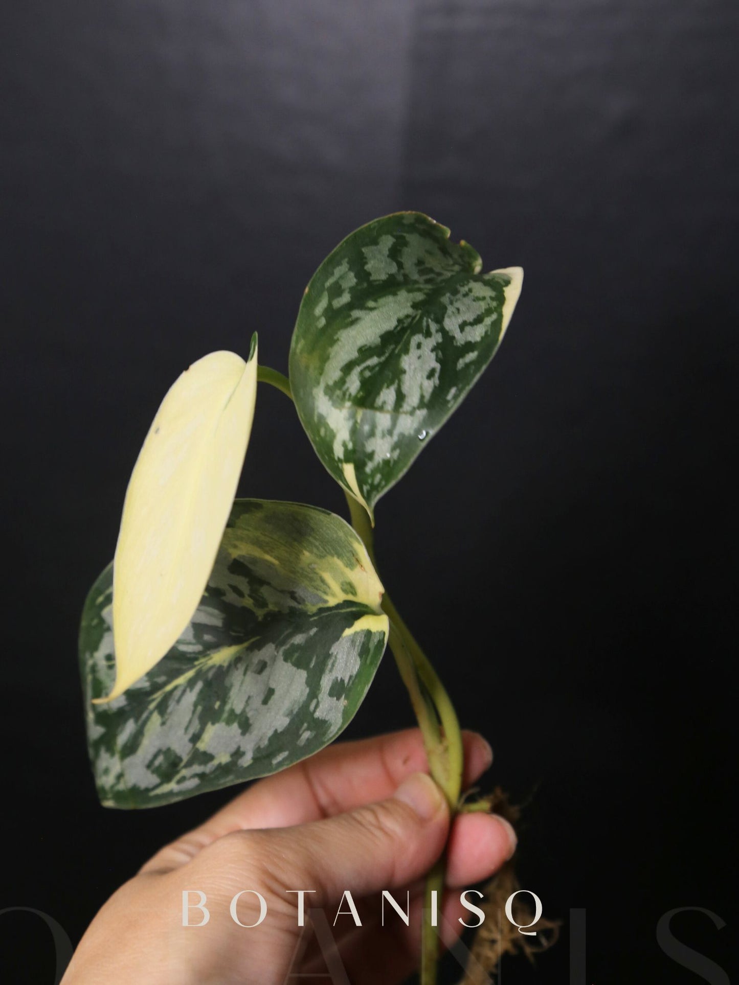 Scindapsus Mariposa Three leafs Top Cutting 001